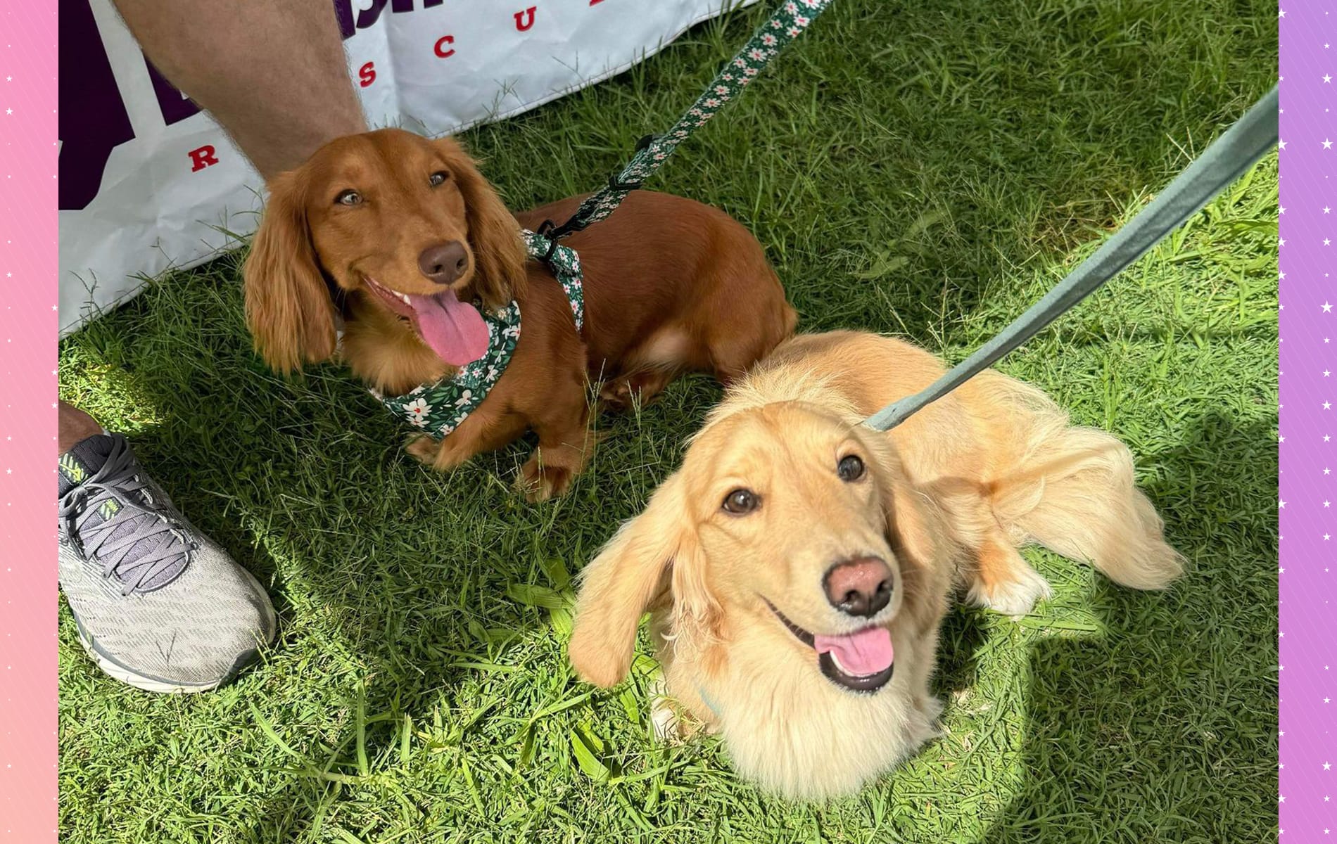 Dachshunds Take Over the Park!