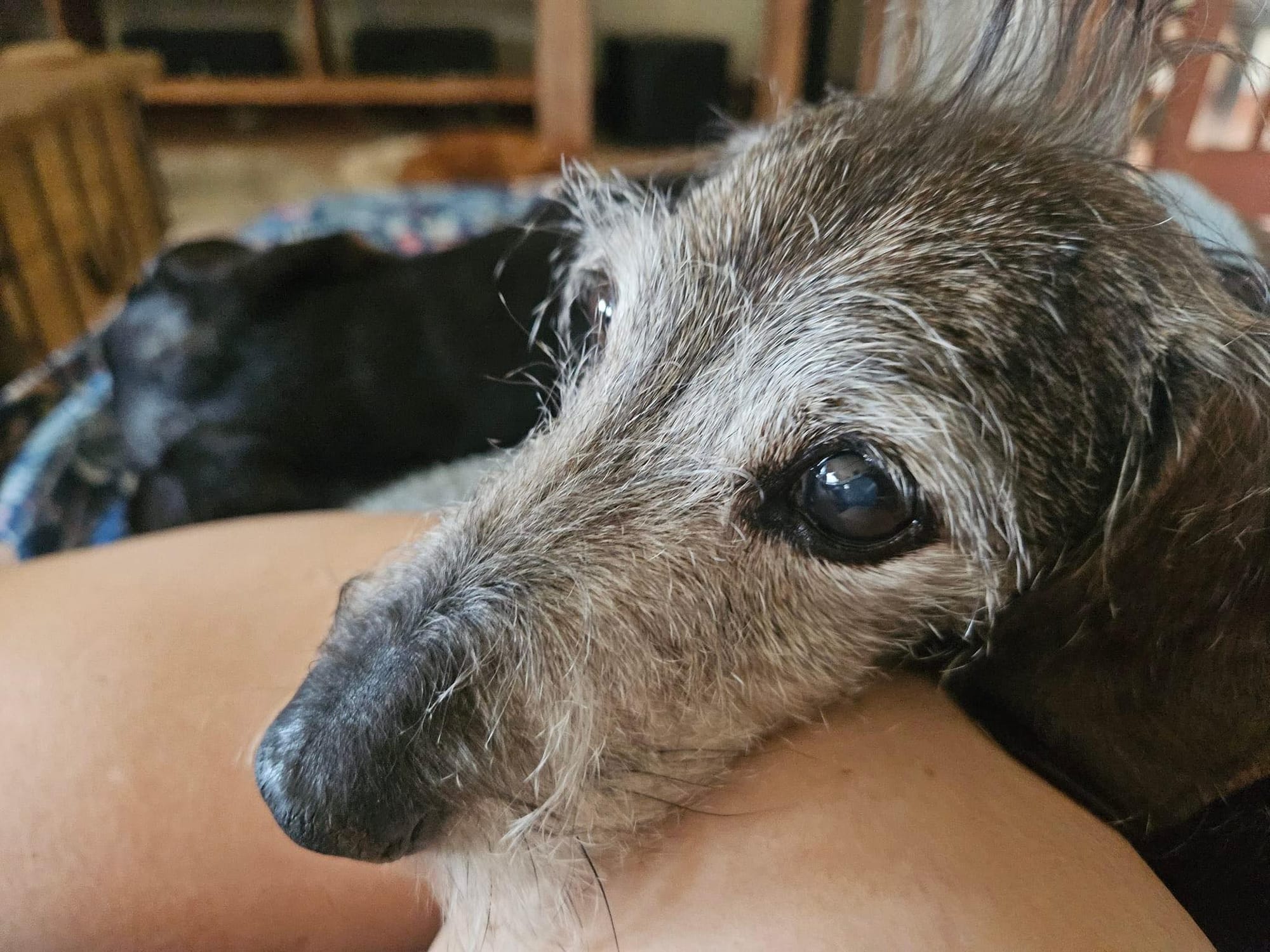Adoption Fees and the Cost of Dachshund Care