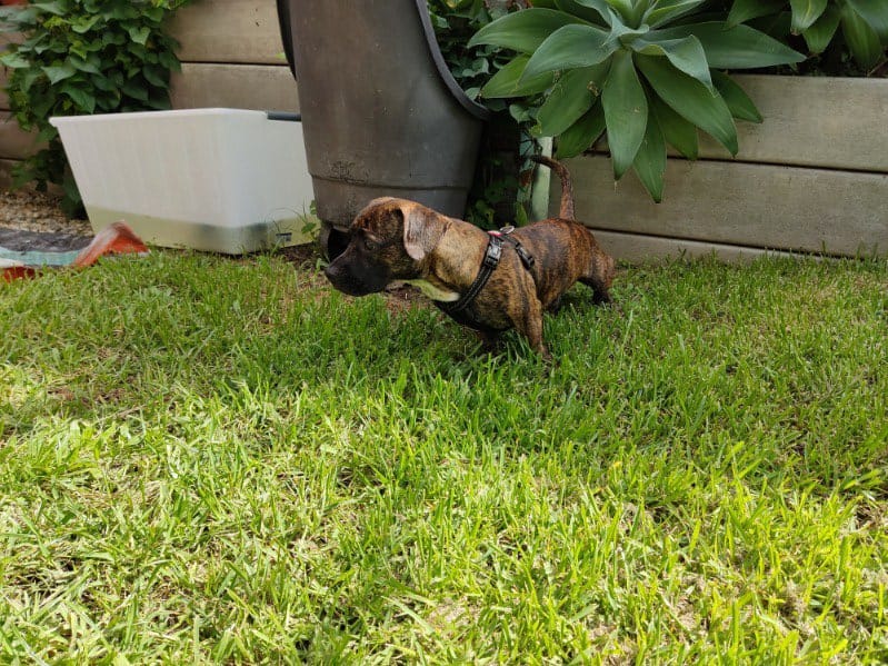 VADER - DACHSHUND X FRENCHIE SMOOTH BRINDLE MALE - 11 MONTHS - DOB 14/05/23 - 10.8kg