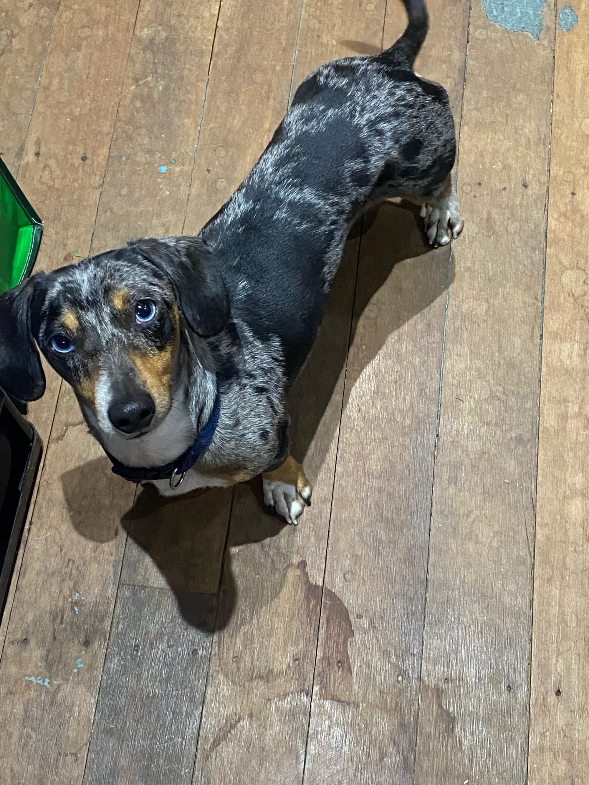 Diego - 3yrs 8mths - Silver Dapple Smooth Male - 21/11/21 - 5kg