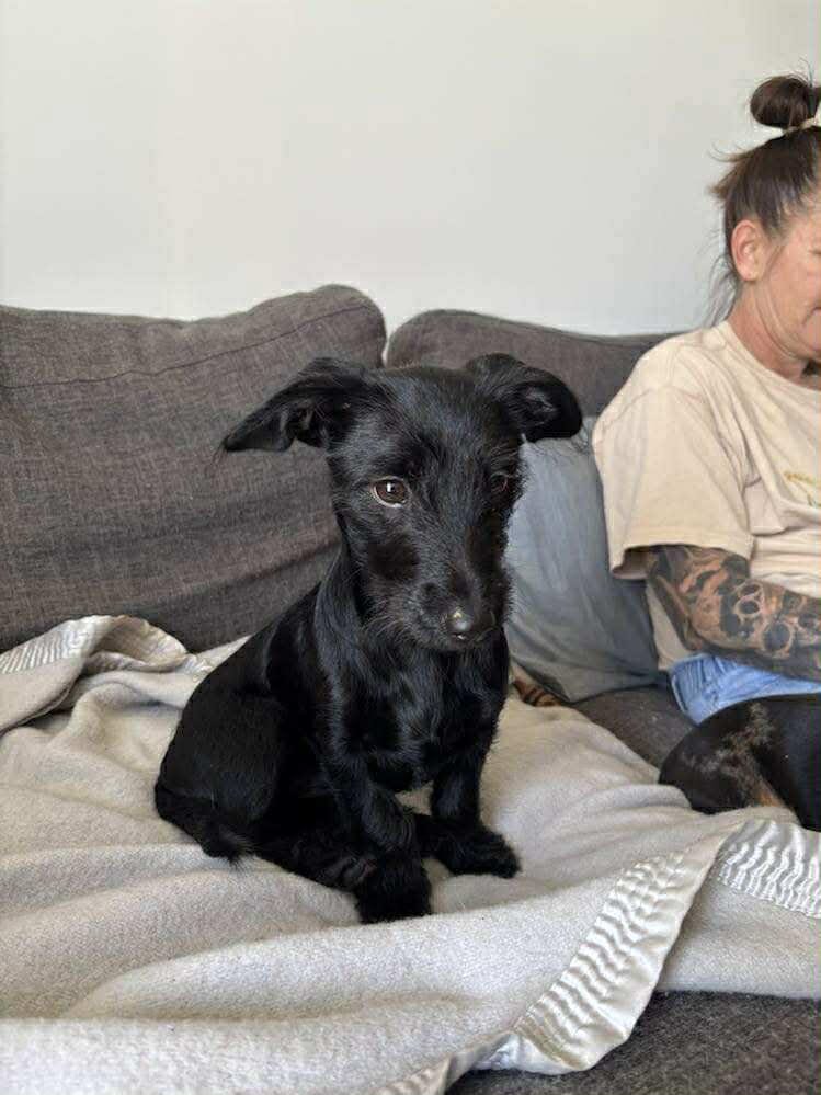Minnie - 5 1/2 months - Dachshund/Matese/Chi - DOB - 23/02/25 - 4.5kg