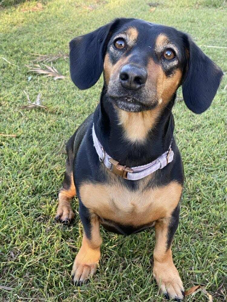 Daisy - 2 1/2yrs  - Black and tan smooth female Dachshund X - DOB -02/01/2023 - 9kg **adoption pending**