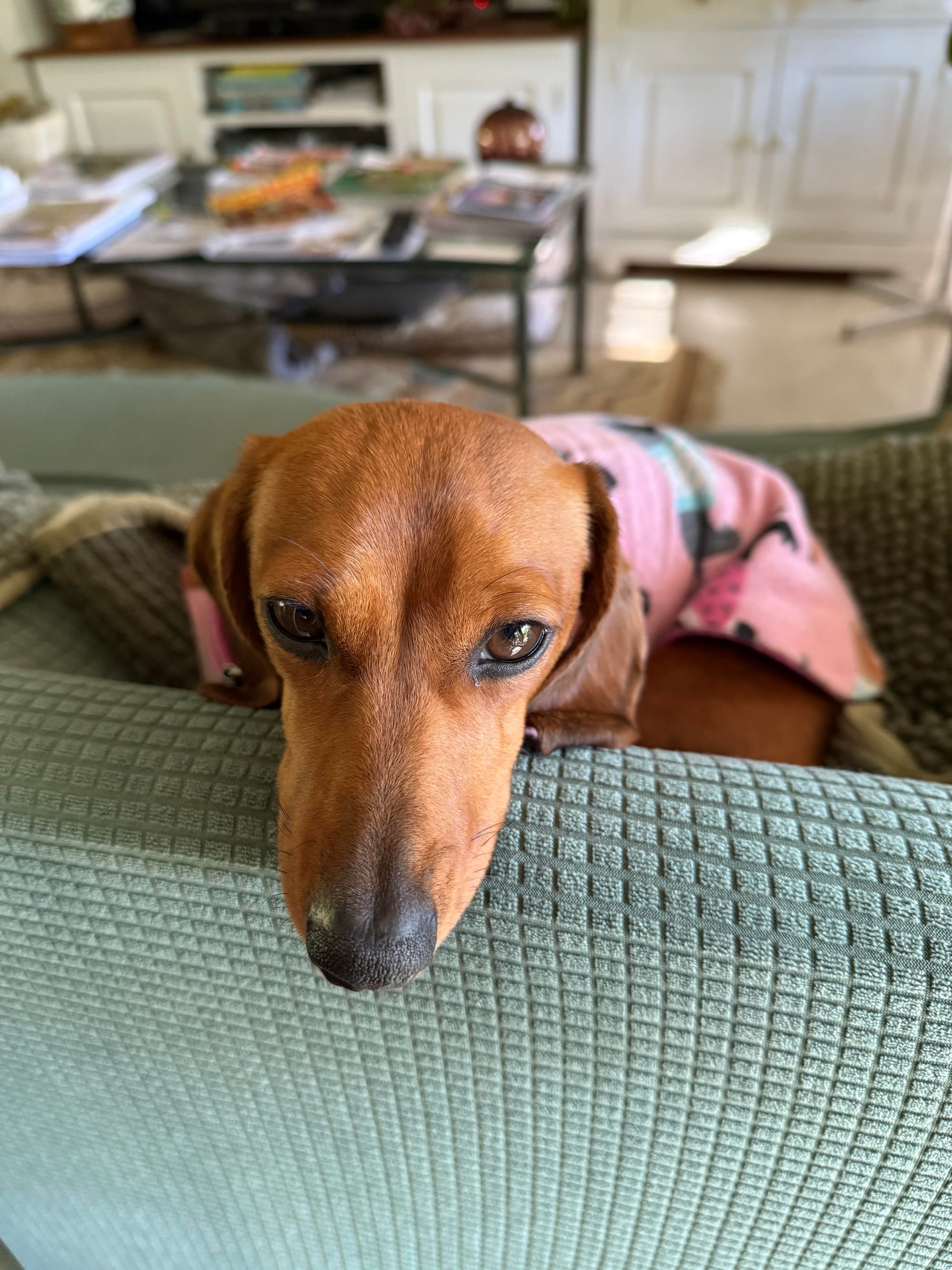 Billie - 2 yrs 5 mths - Smooth miniature red female - DOB - 06/02/23 - 4.5kg  *adoption pending *
