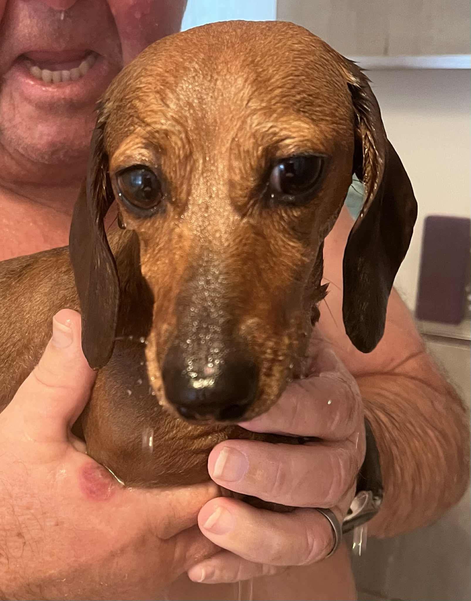 Billie - 2 yrs 5 mths - Smooth miniature red female - DOB - 06/02/23 - 4.5kg  *adoption pending *