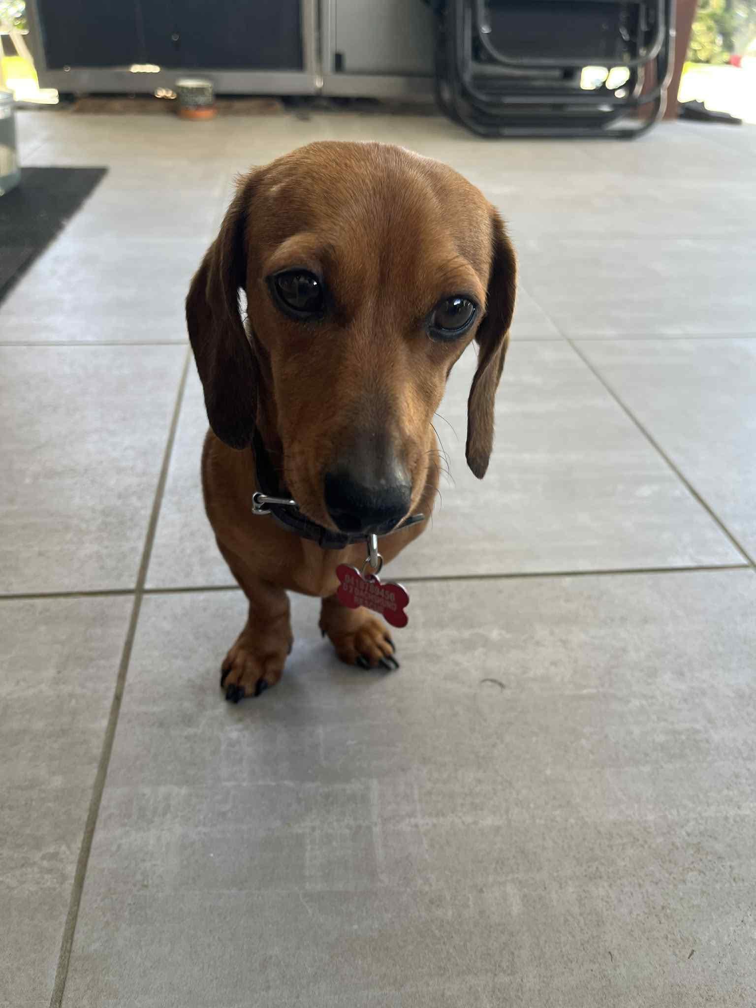 Billie - 2 yrs 5 mths - Smooth miniature red female - DOB - 06/02/23 - 4.5kg  *adoption pending *