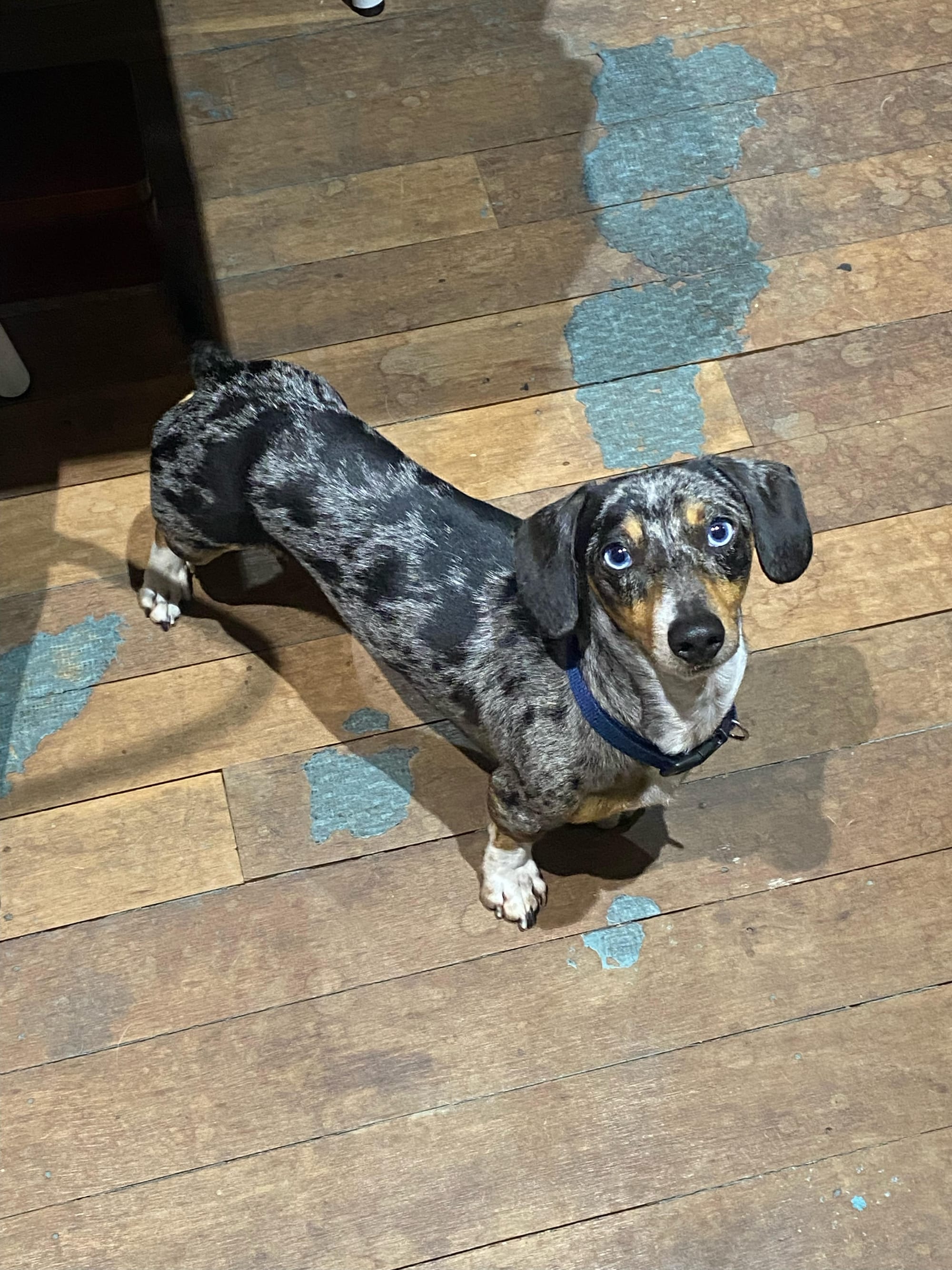 Diego - 3yrs 8mths - Silver Dapple Smooth Male - 21/11/21 - 5kg