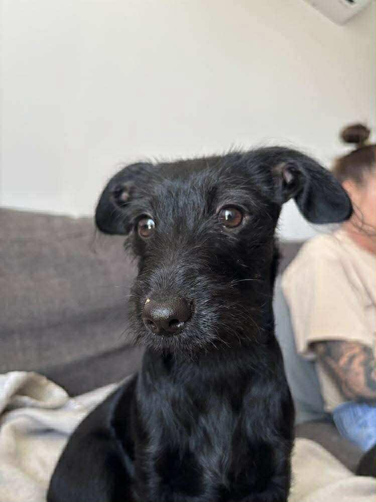 Minnie - 5 1/2 months - Dachshund/Matese/Chi - DOB - 23/02/25 - 4.5kg