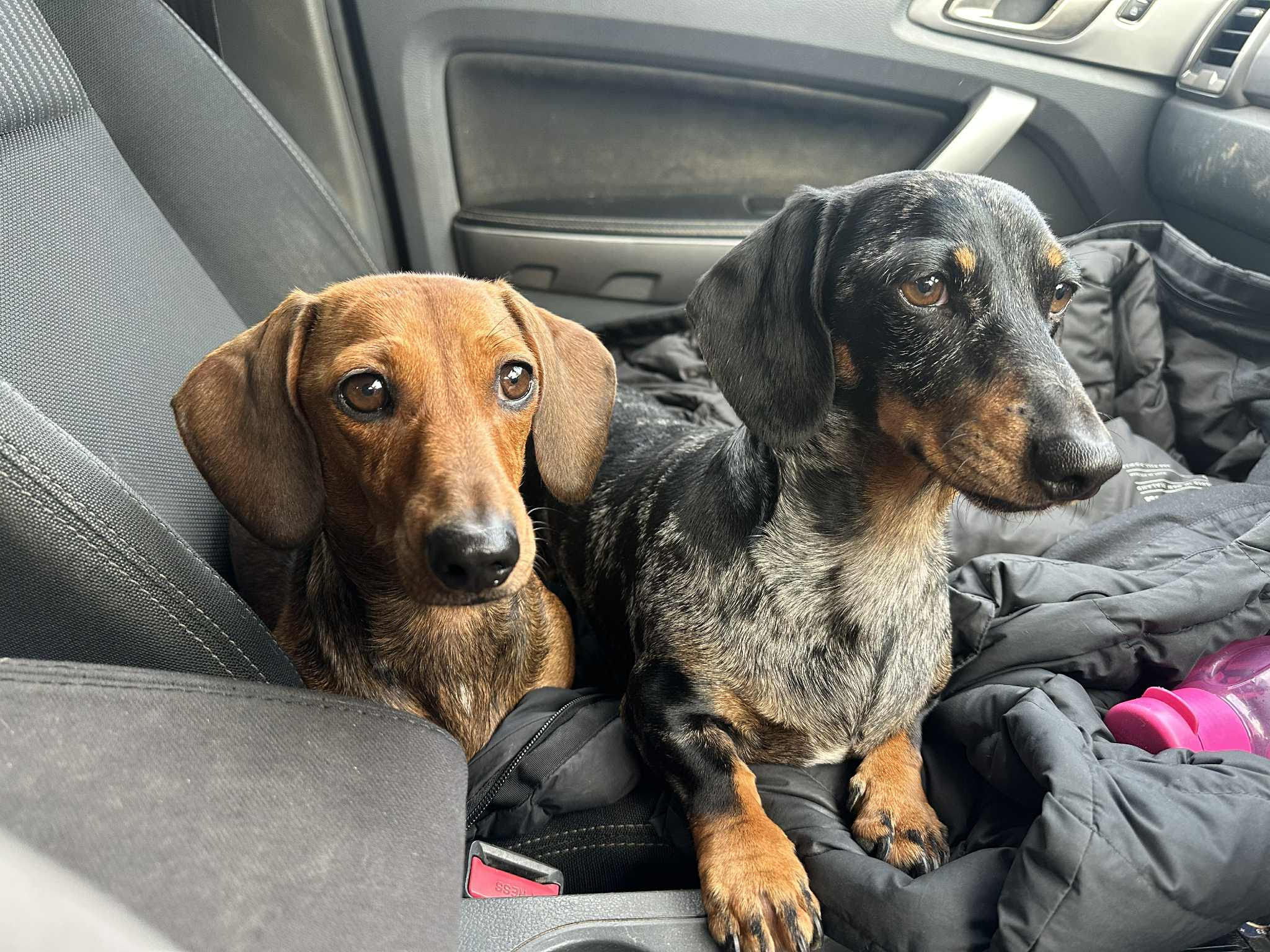 Raya and Odie - Bonded pair - Raya -almost 2 - red smooth female - DOB - 20/08/23 - 7.4kg - Odie - Silver dapple smooth male - 3yrs 9 mths - DOB - 15/10/21 - 8.5kg  ***on hold***