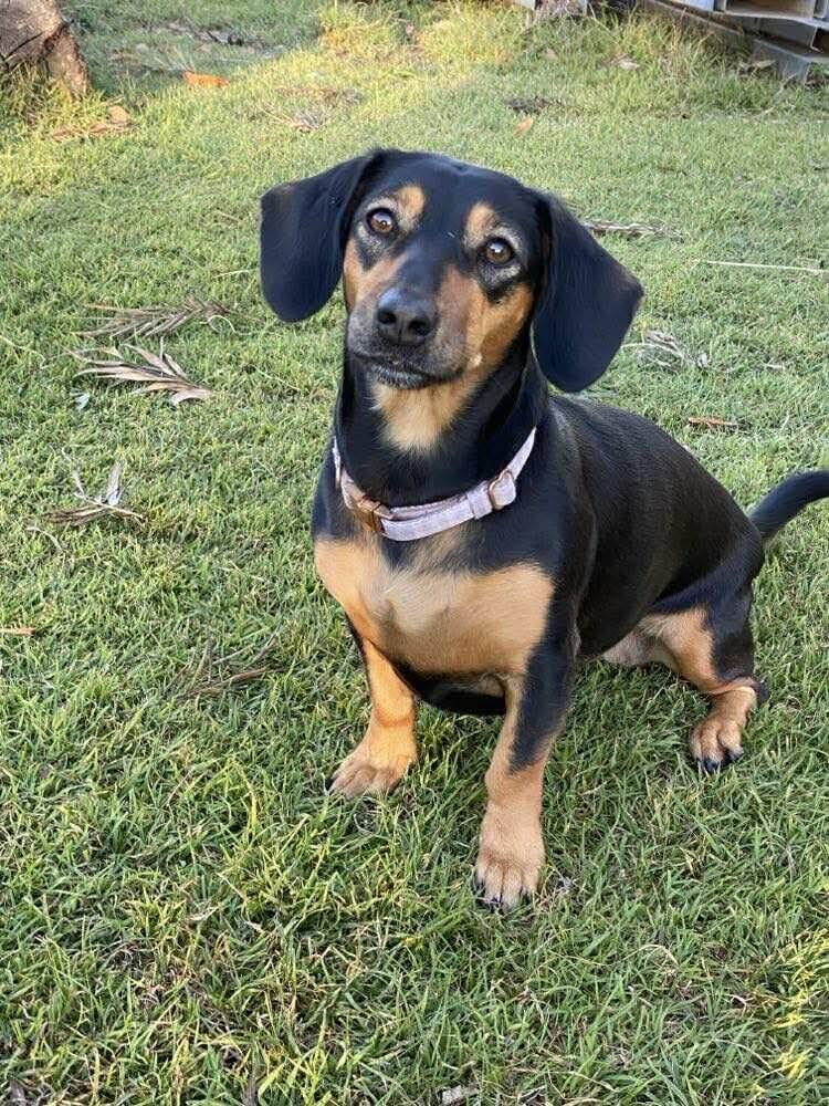 Daisy - 2 1/2yrs  - Black and tan smooth female Dachshund X - DOB -02/01/2023 - 9kg **adoption pending**