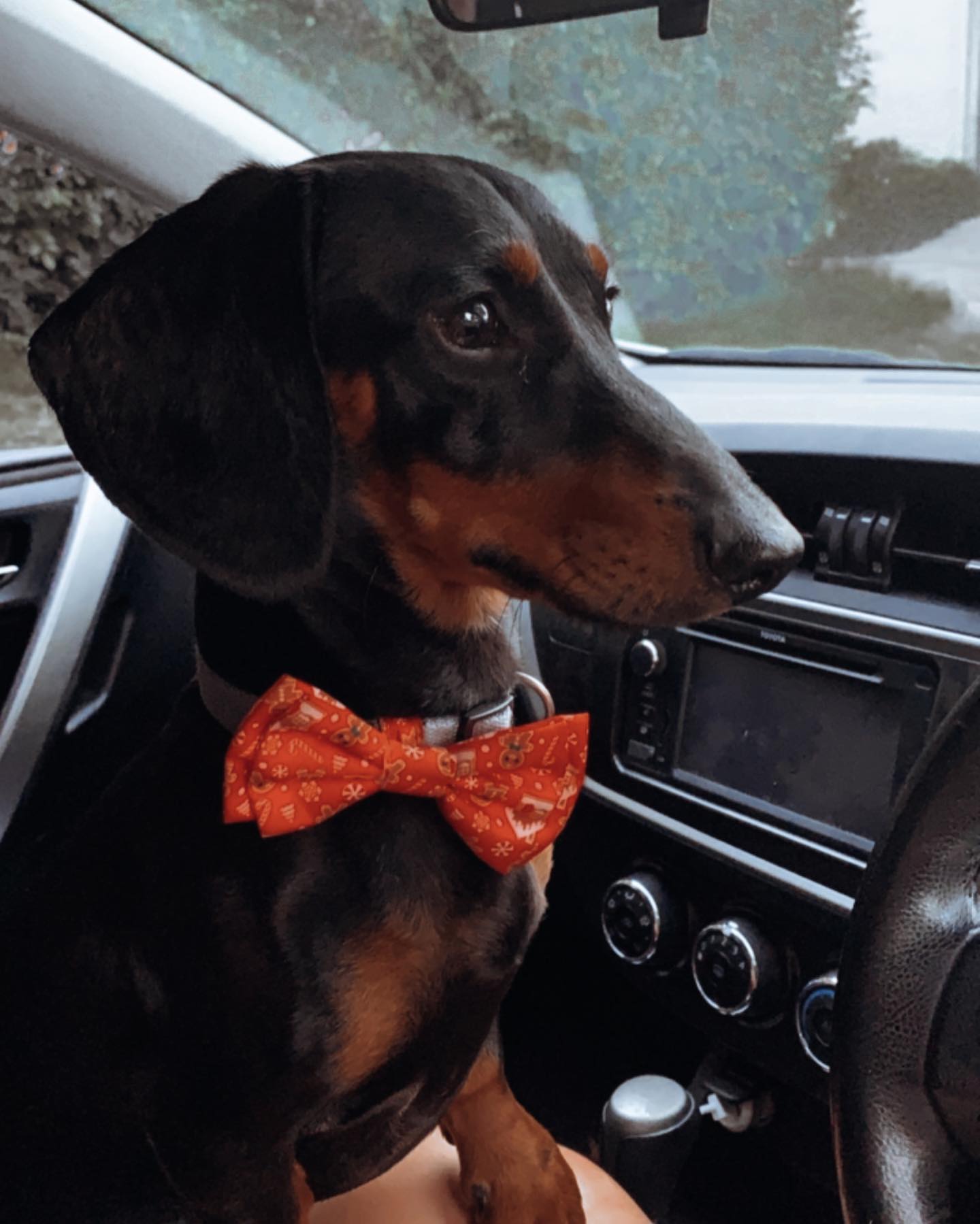 Walter - 4yrs - black and tan smooth male - DOB - 02/01/21 - 8.3kg