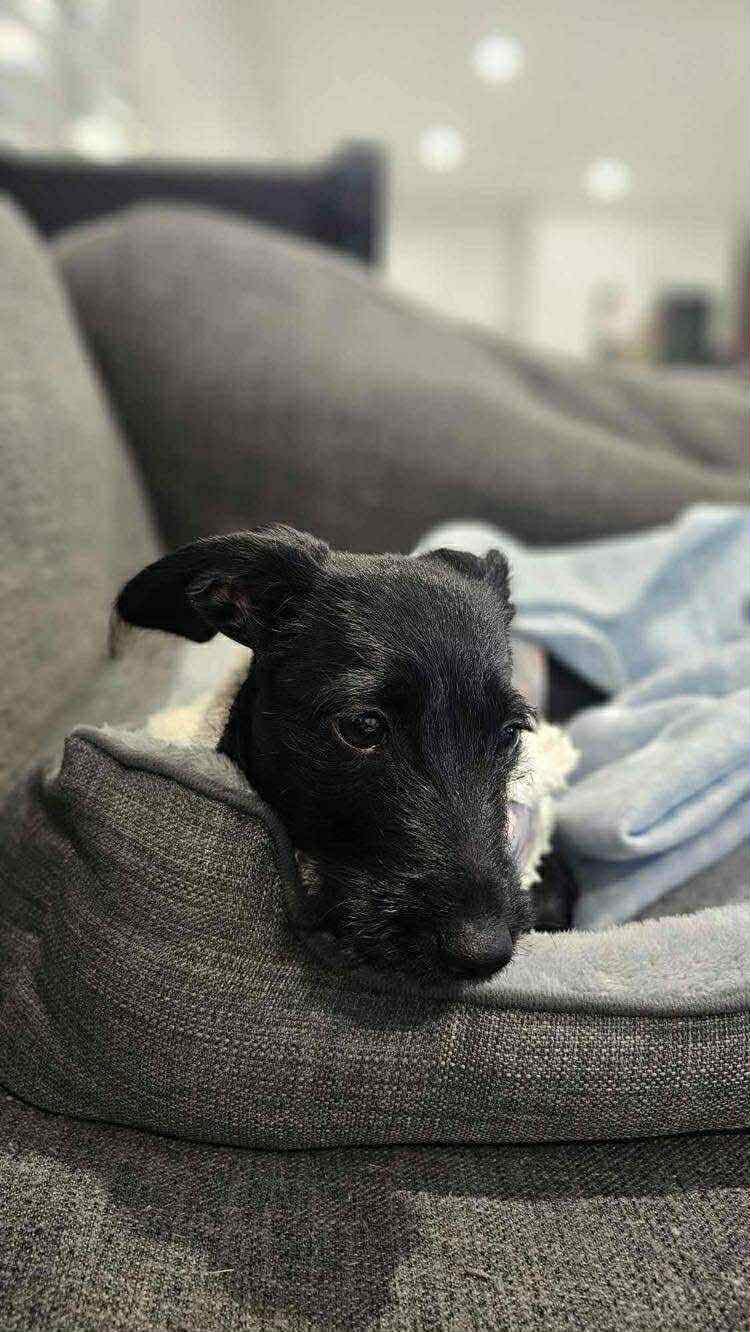 Minnie - 5 1/2 months - Dachshund/Matese/Chi - DOB - 23/02/25 - 4.5kg