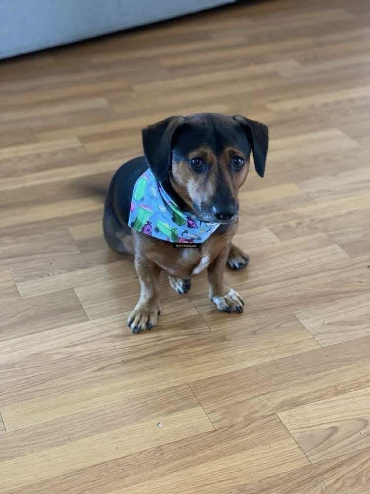 Slink - 3yrs - Dachshund X Jack Russell - DOB - 08/10/21 - 9.5kg