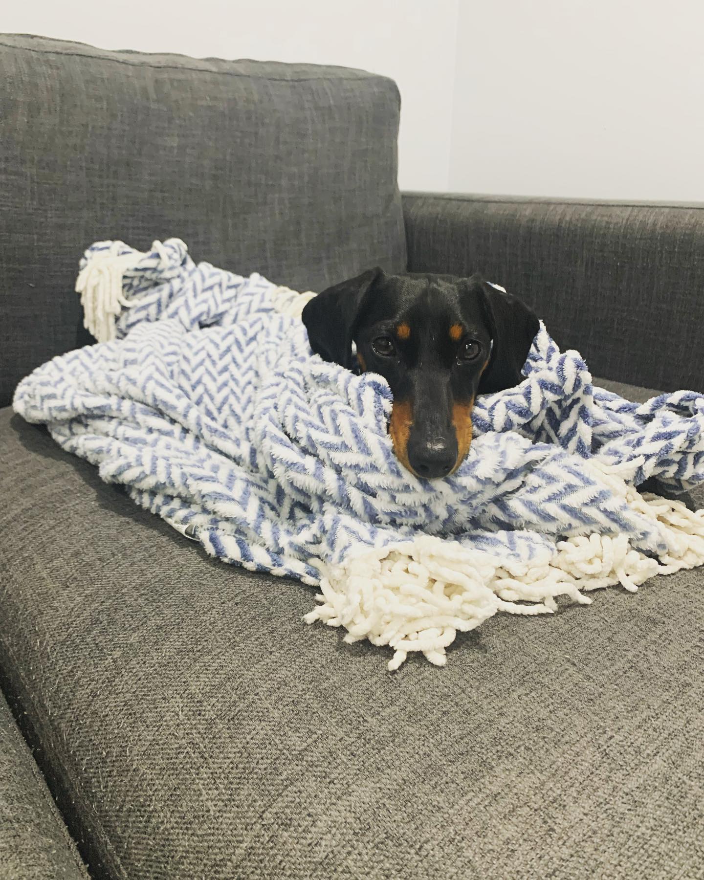 Walter - 4yrs - black and tan smooth male - DOB - 02/01/21 - 8.3kg