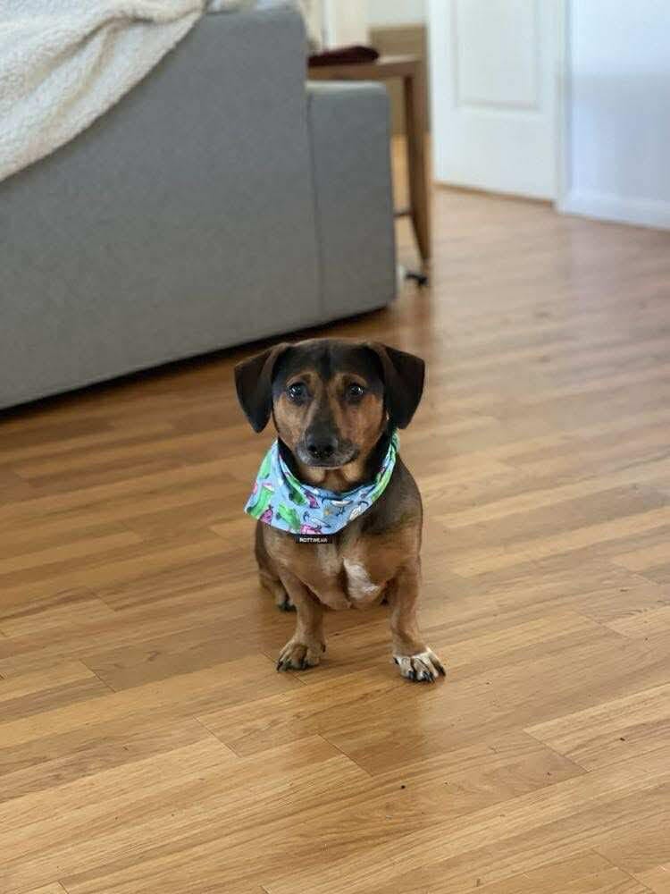 Slink - 3yrs - Dachshund X Jack Russell - DOB - 08/10/21 - 9.5kg