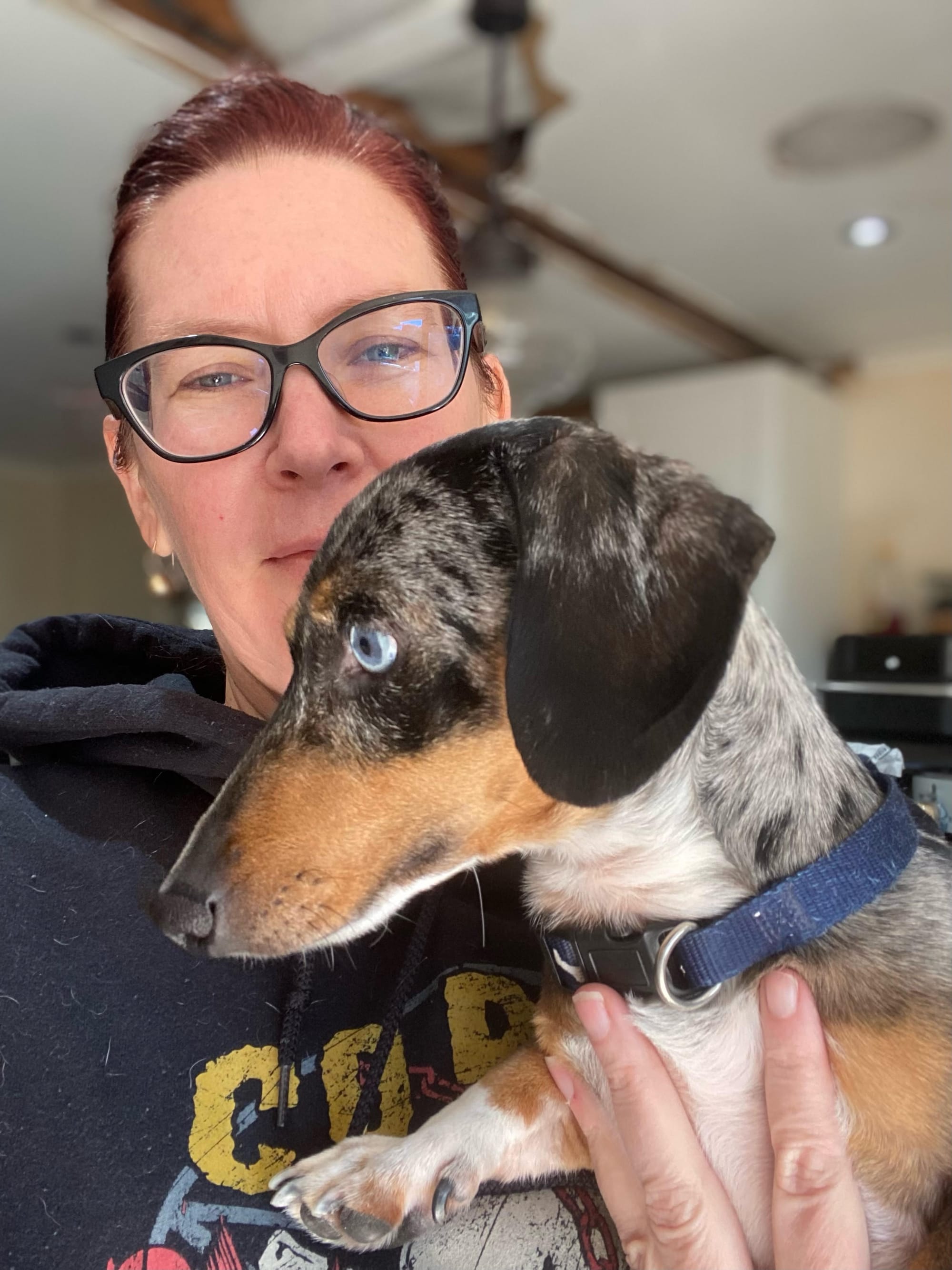 Diego - 3yrs 8mths - Silver Dapple Smooth Male - 21/11/21 - 5kg