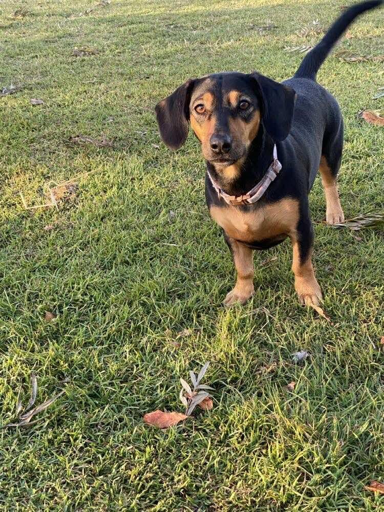 Daisy - 2 1/2yrs  - Black and tan smooth female Dachshund X - DOB -02/01/2023 - 9kg **adoption pending**