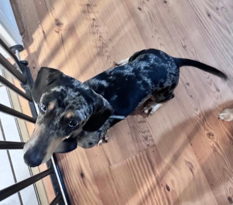 Diego - 3yrs 8mths - Silver Dapple Smooth Male - 21/11/21 - 5kg