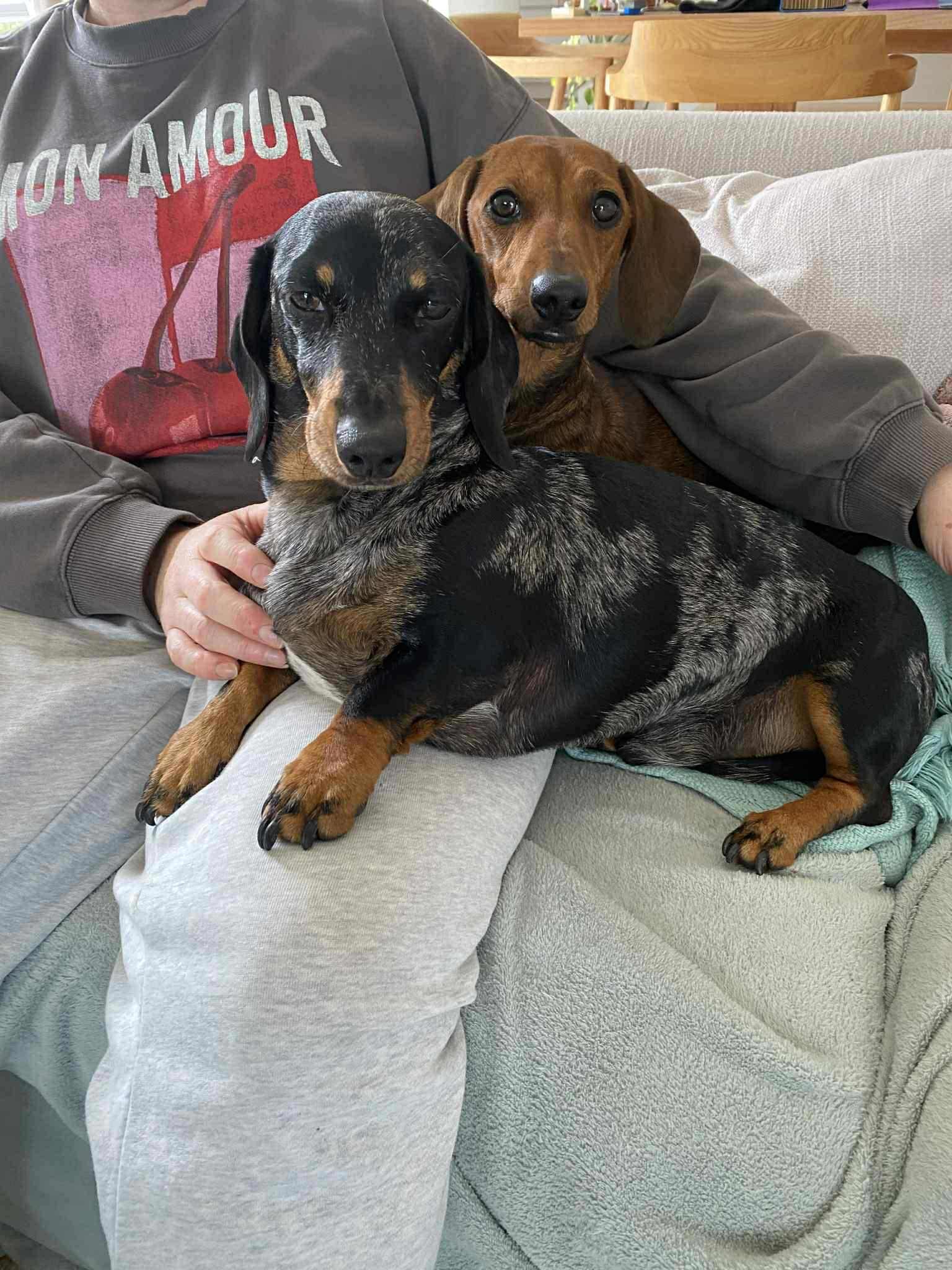 Raya and Odie - Bonded pair - Raya -almost 2 - red smooth female - DOB - 20/08/23 - 7.4kg - Odie - Silver dapple smooth male - 3yrs 9 mths - DOB - 15/10/21 - 8.5kg  ***on hold***