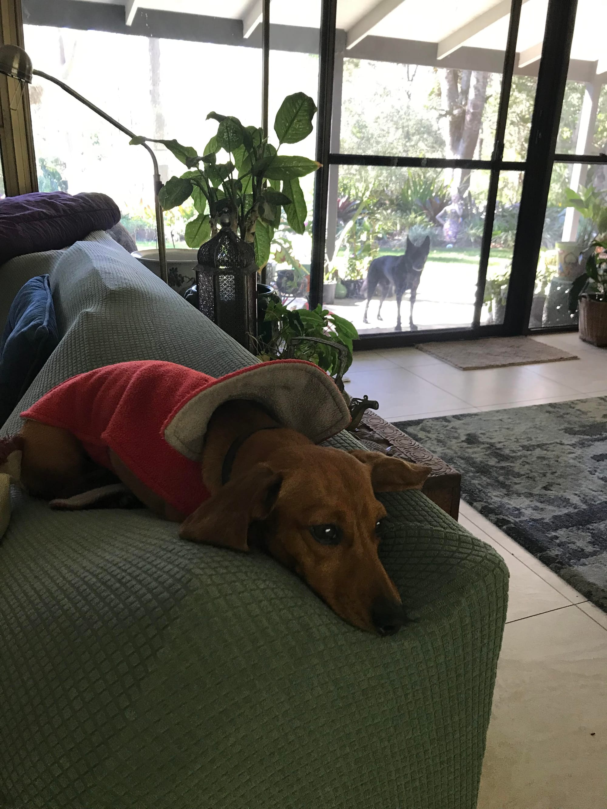 Billie - 2 yrs 5 mths - Smooth miniature red female - DOB - 06/02/23 - 4.5kg  *adoption pending *