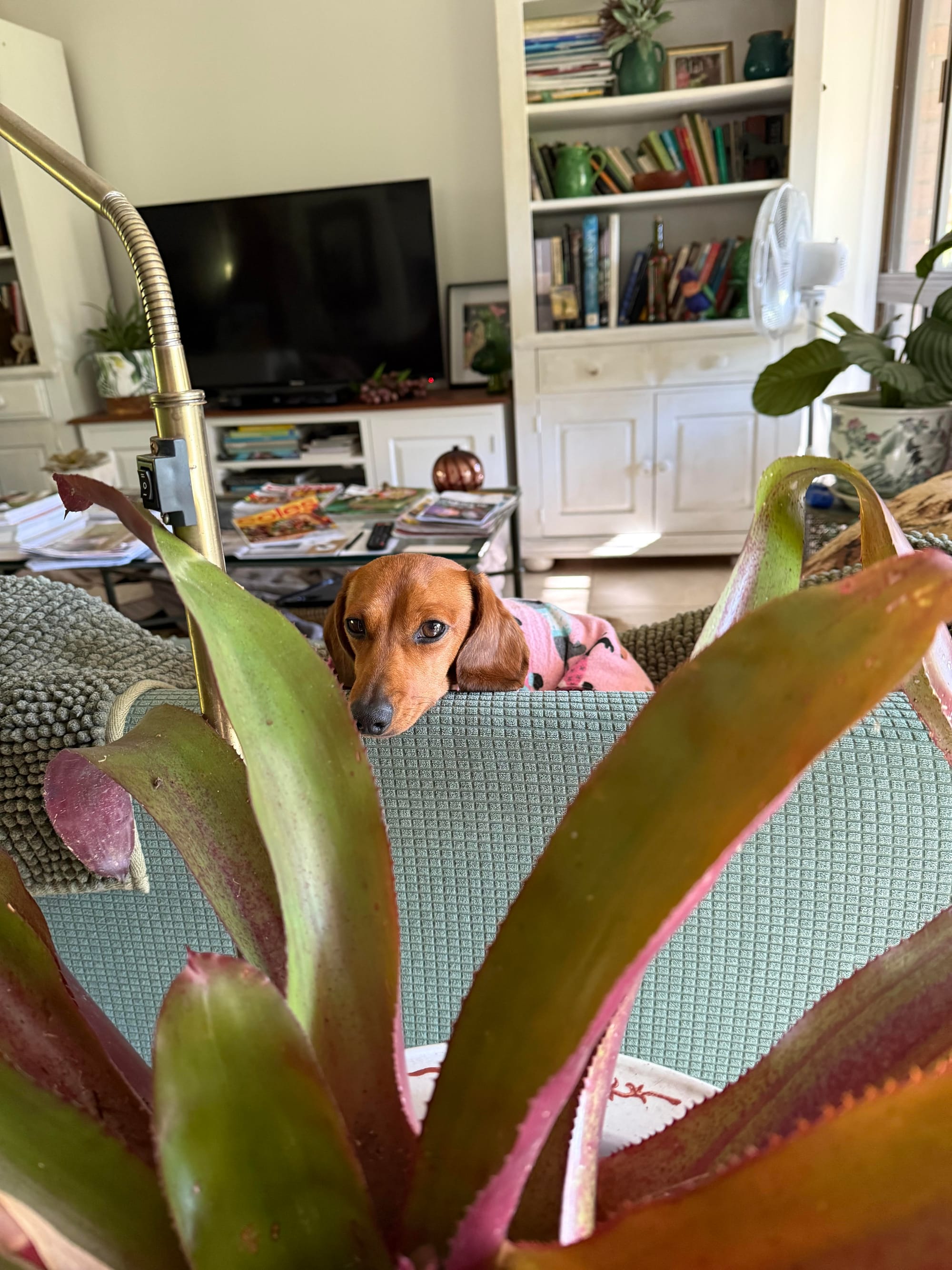 Billie - 2 yrs 5 mths - Smooth miniature red female - DOB - 06/02/23 - 4.5kg  *adoption pending *