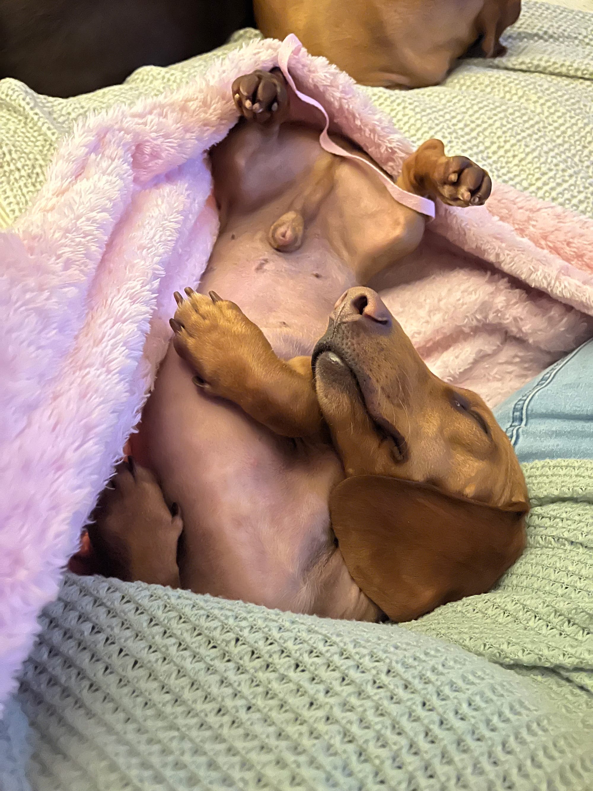 Clyde - 2yrs 7 mths - smooth red - DOB - 02/01/23 - 6.3kg