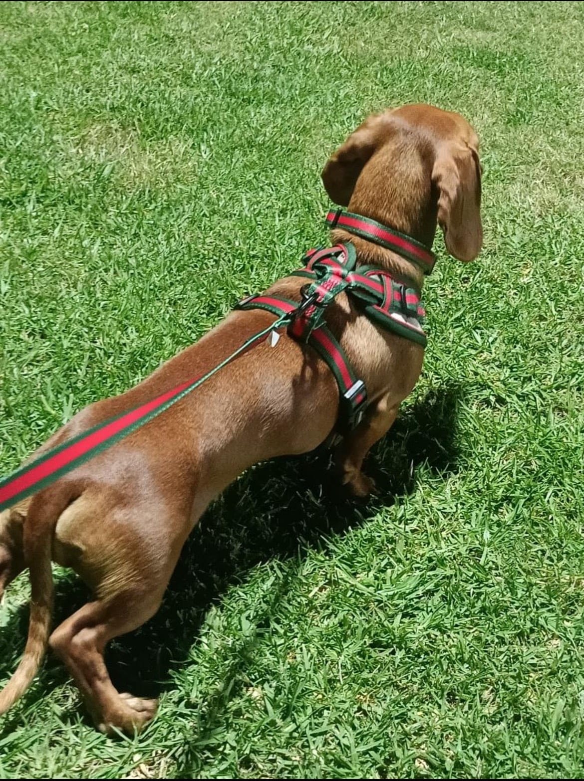 Clyde - 2yrs 7 mths - smooth red - DOB - 02/01/23 - 6.3kg