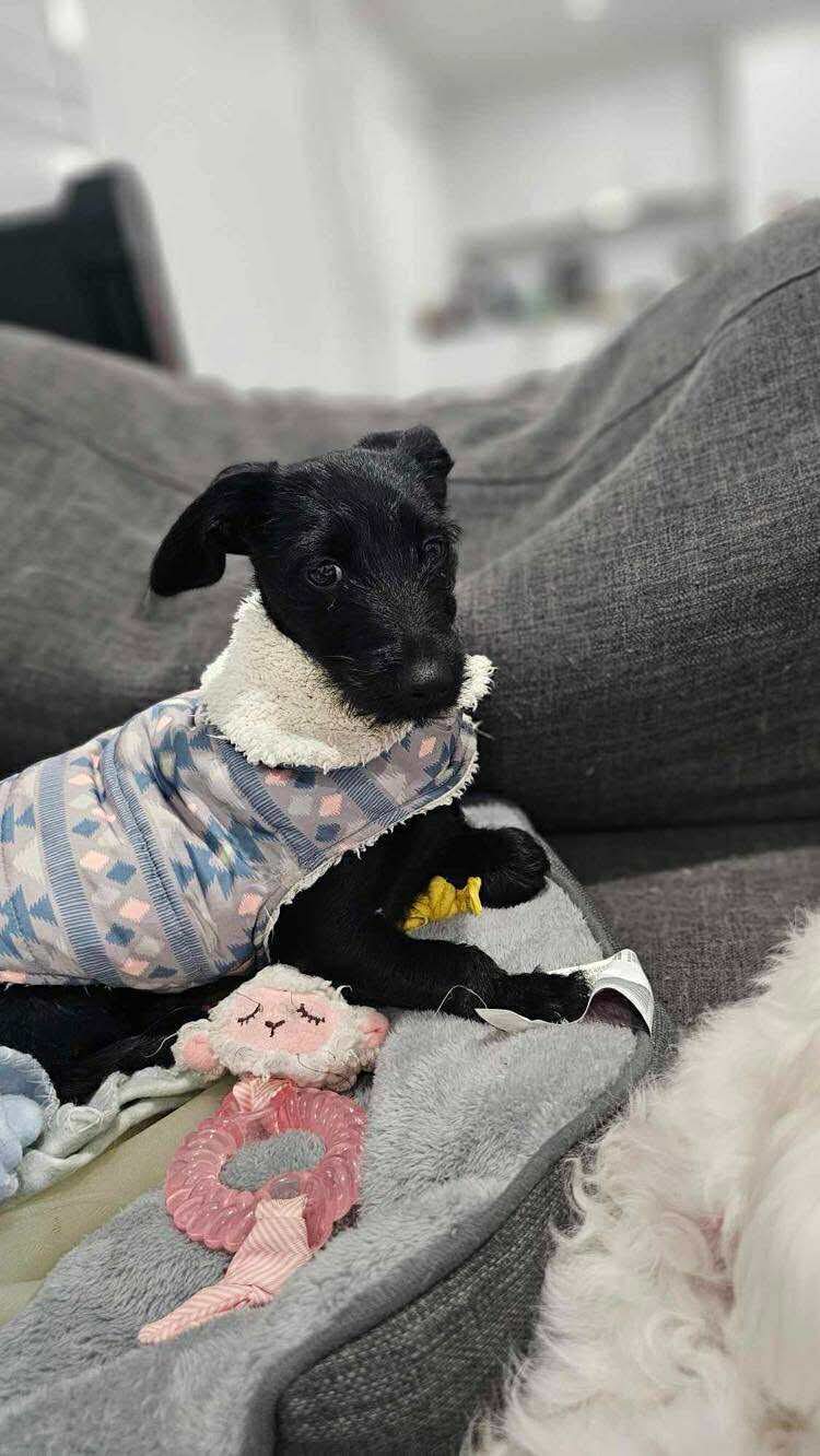 Minnie - 5 1/2 months - Dachshund/Matese/Chi - DOB - 23/02/25 - 4.5kg