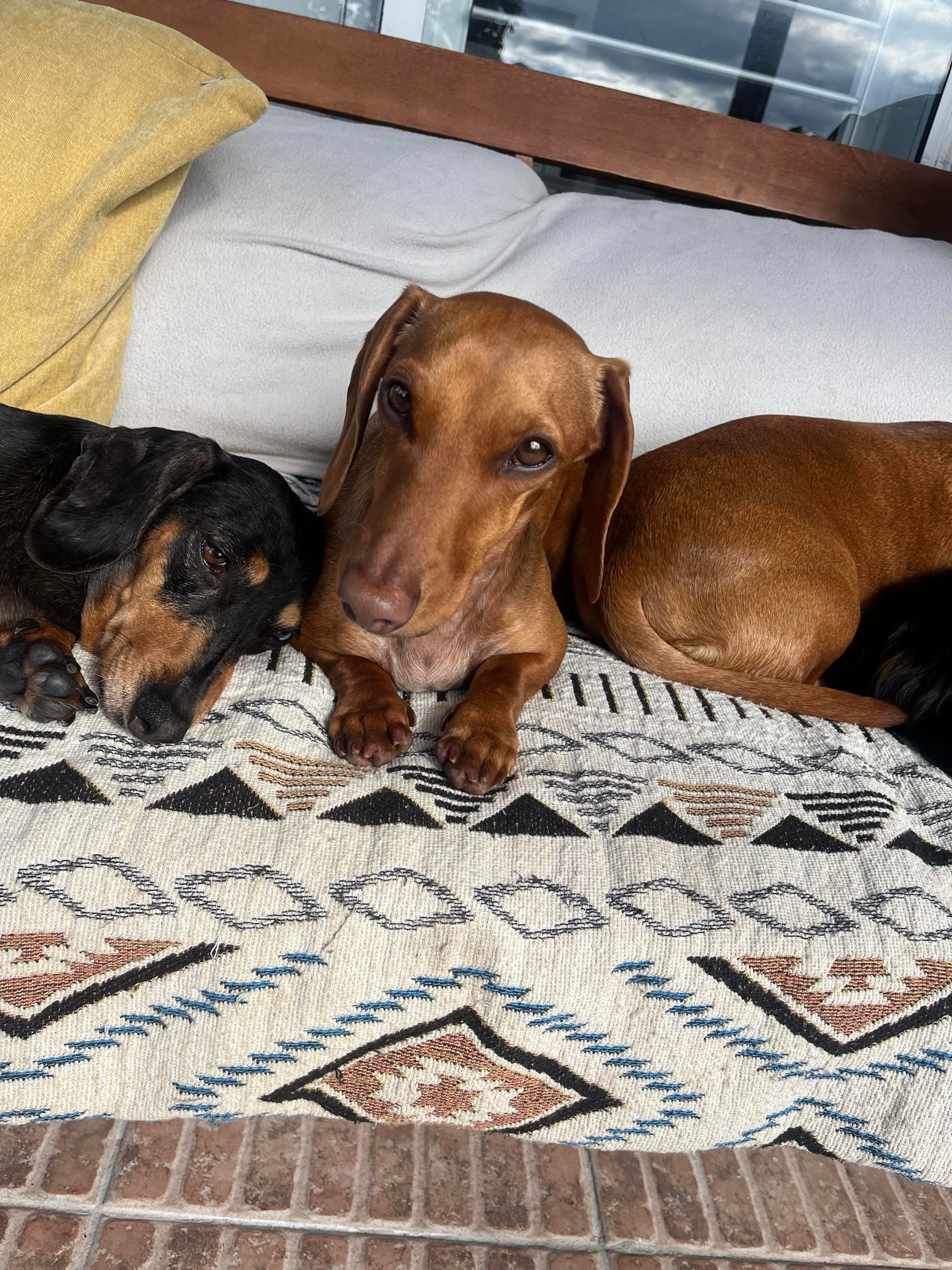 Clyde - 2yrs 7 mths - smooth red - DOB - 02/01/23 - 6.3kg