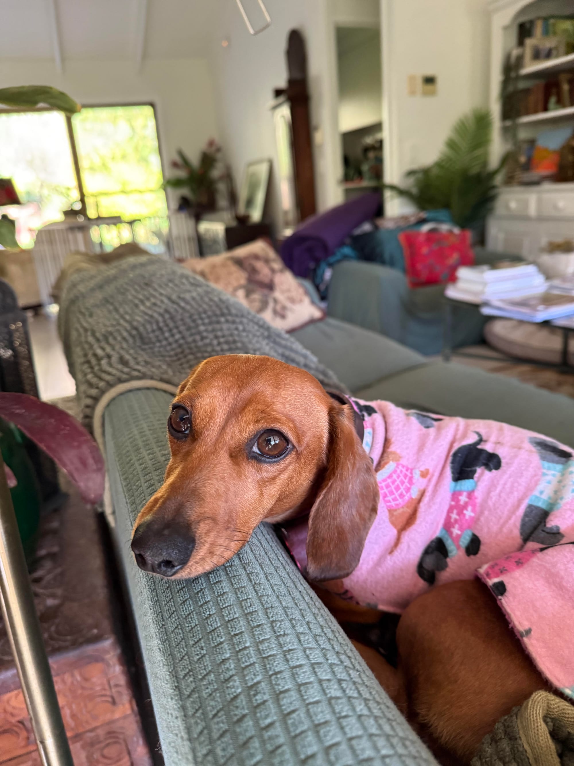 Billie - 2 yrs 5 mths - Smooth miniature red female - DOB - 06/02/23 - 4.5kg  *adoption pending *