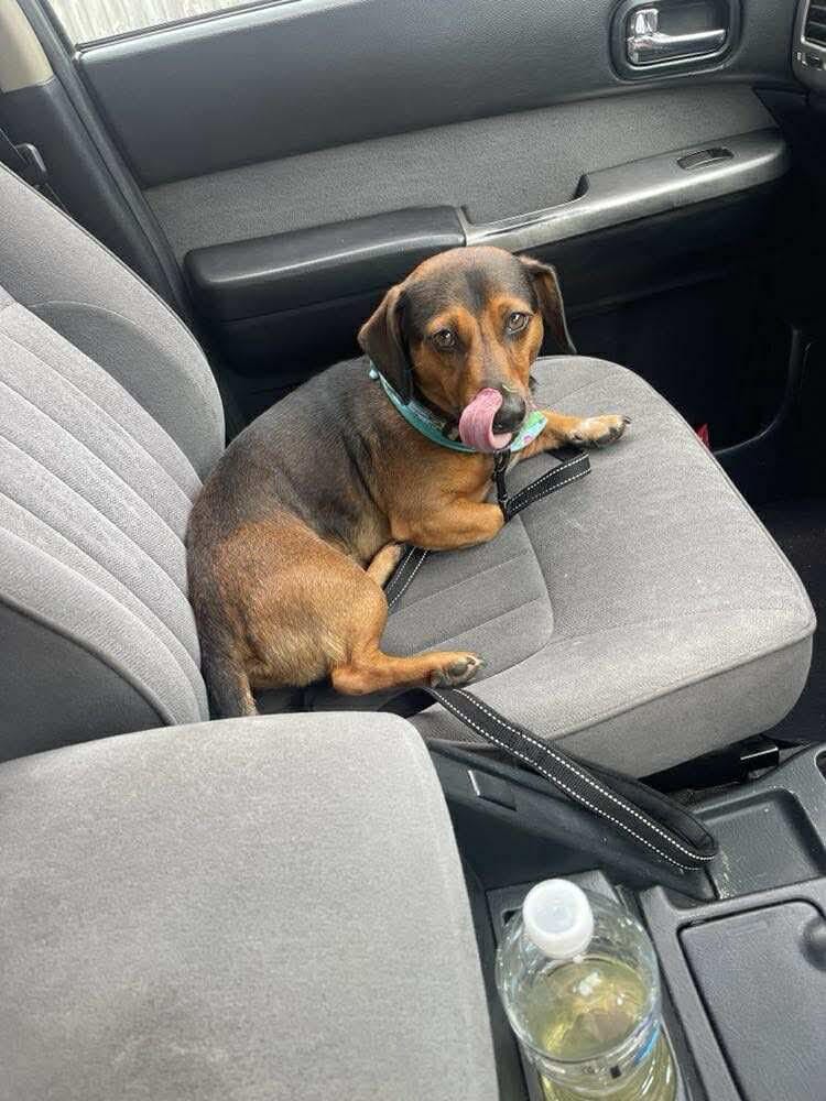 Slink - 3yrs - Dachshund X Jack Russell - DOB - 08/10/21 - 9.5kg