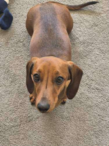 Molly - 1 yr 7 mths - Red smooth female - DOB - 21/01/24 - 5.3kg
