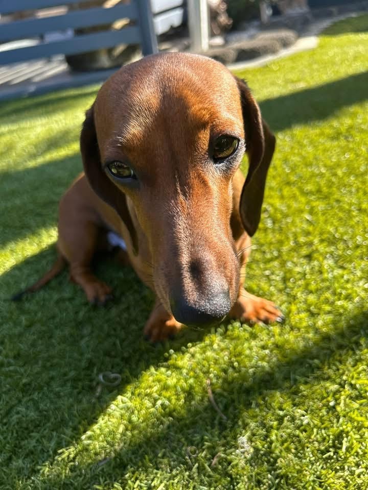 Molly - 1 yr 7 mths - Red smooth female - DOB - 21/01/24 - 5.3kg