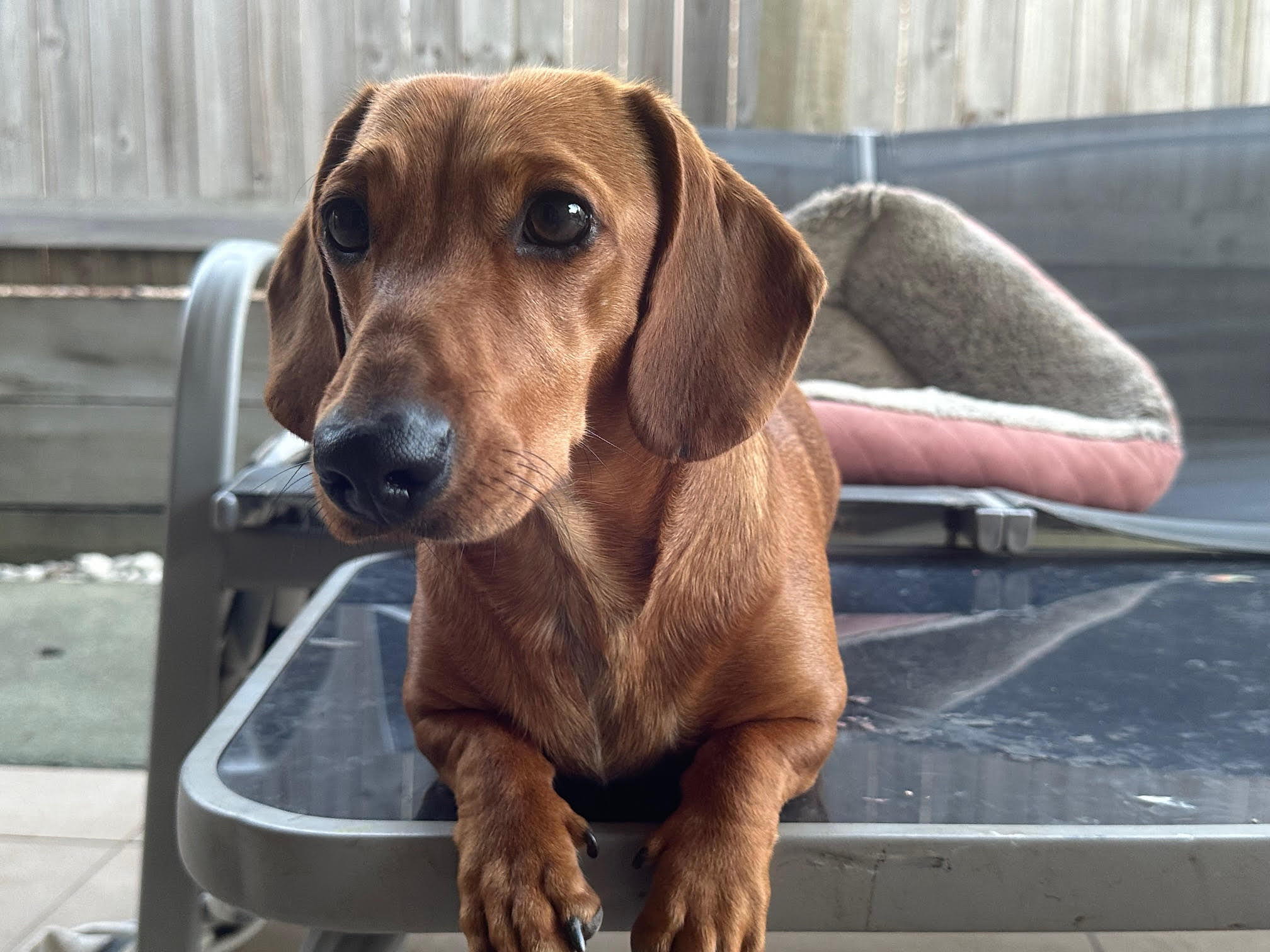 Jasper - 1yr 10mths - red smooth male - DOB - 23/10/23 -  7.5kg