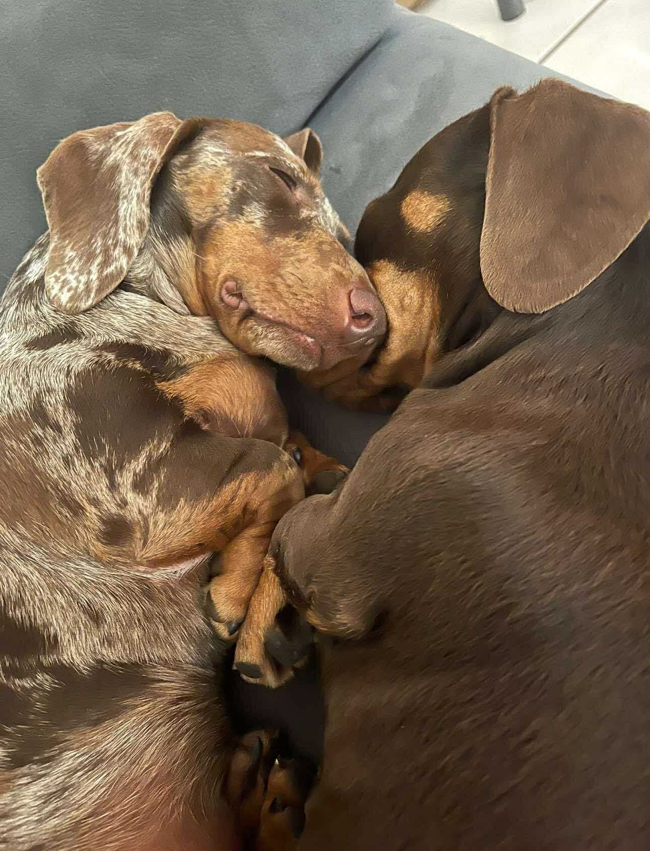 Marley & Truffles - Bonded Girls  Marley - 5yrs - Choc/tan - 8.75kg  Female smooth - Truffles - 6yrs - Choc/Dapple Female - 5.6kg