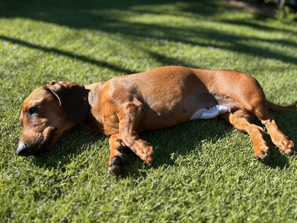 Molly - 1 yr 7 mths - Red smooth female - DOB - 21/01/24 - 5.3kg