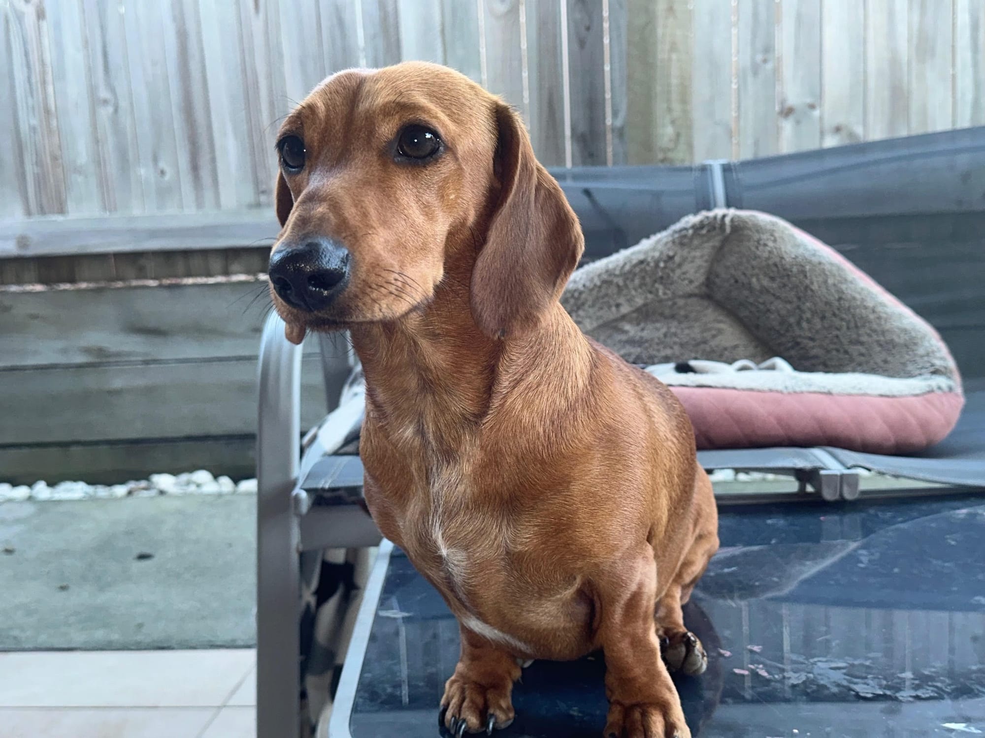 Jasper - 1yr 10mths - red smooth male - DOB - 23/10/23 -  7.5kg