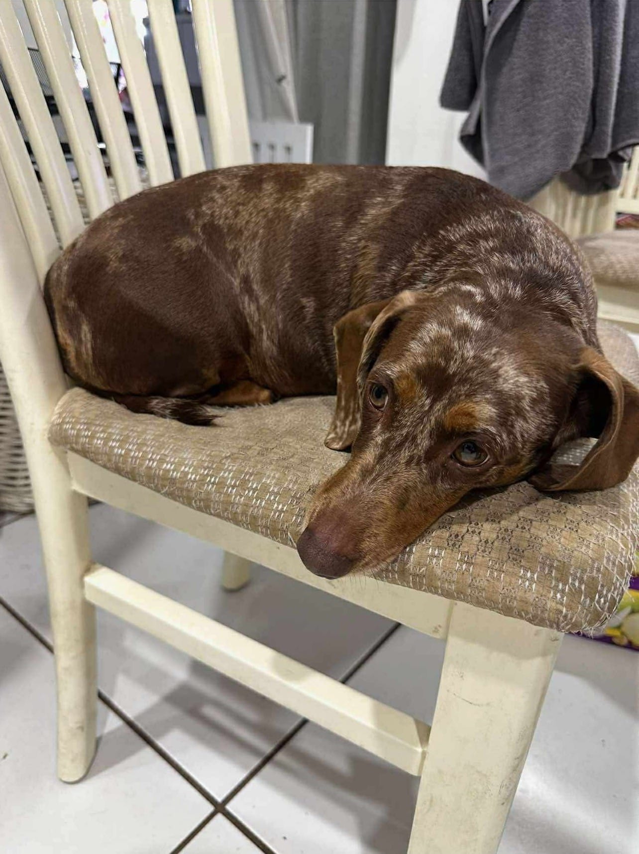 Marley & Truffles - Bonded Girls  Marley - 5yrs - Choc/tan - 8.75kg  Female smooth - Truffles - 6yrs - Choc/Dapple Female - 5.6kg