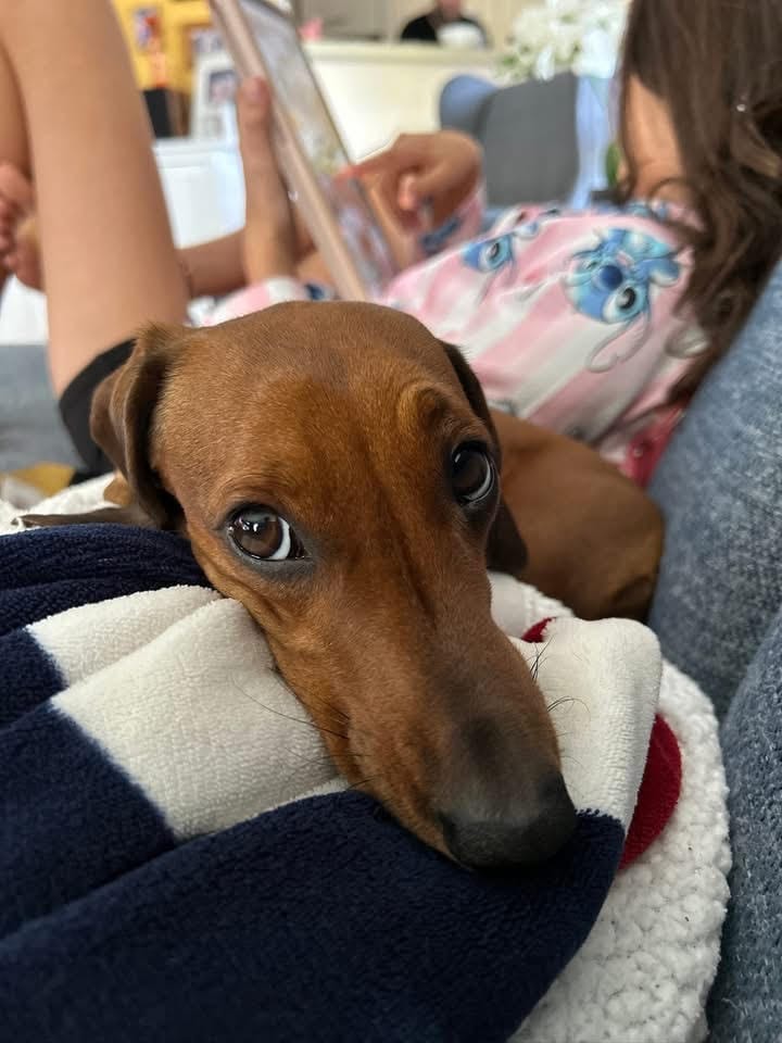 Molly - 1 yr 7 mths - Red smooth female - DOB - 21/01/24 - 5.3kg