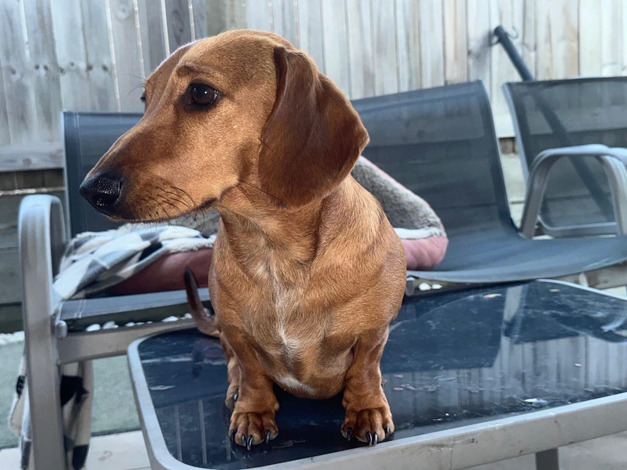 Jasper - 1yr 10mths - red smooth male - DOB - 23/10/23 -  7.5kg