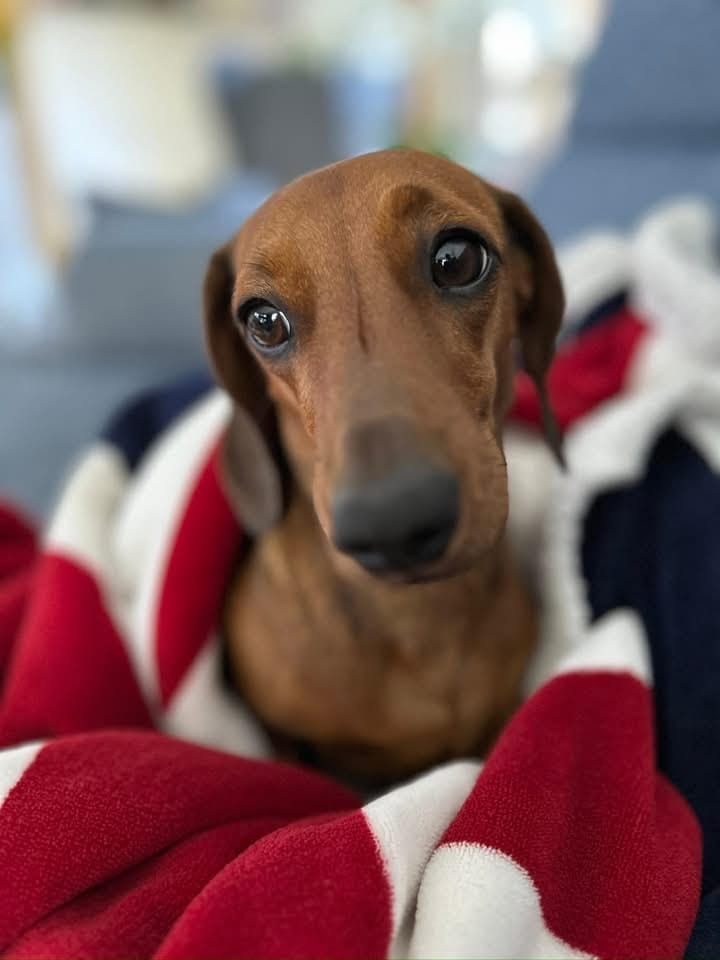 Molly - 1 yr 7 mths - Red smooth female - DOB - 21/01/24 - 5.3kg