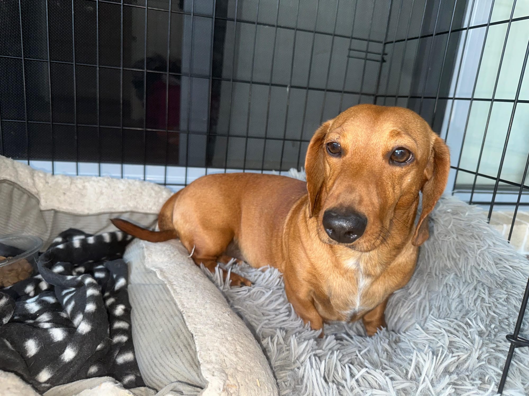 Jasper - 1yr 10mths - red smooth male - DOB - 23/10/23 -  7.5kg