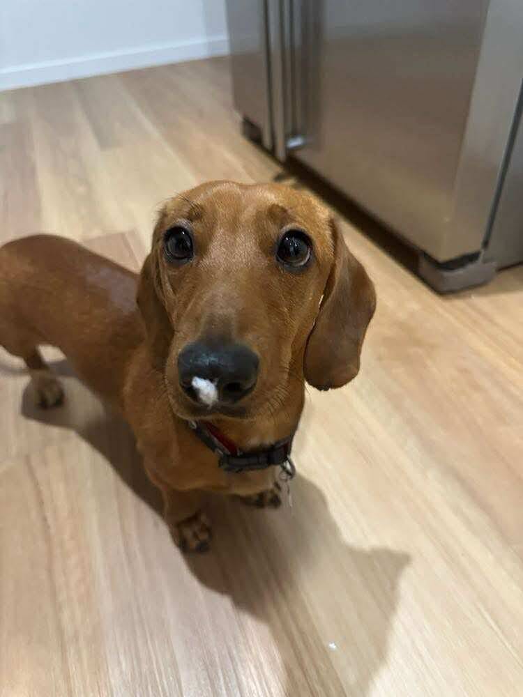 Jasper - 1yr 10mths - red smooth male - DOB - 23/10/23 -  7.5kg