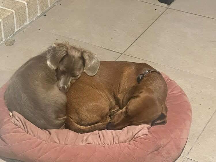 Jasper - 1yr 10mths - red smooth male - DOB - 23/10/23 -  7.5kg