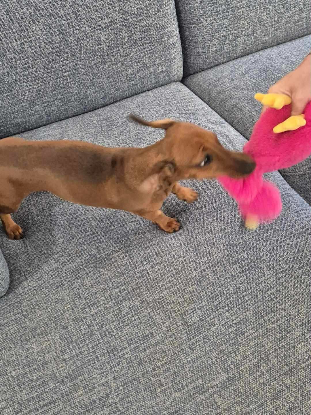 Molly - 1 yr 7 mths - Red smooth female - DOB - 21/01/24 - 5.3kg