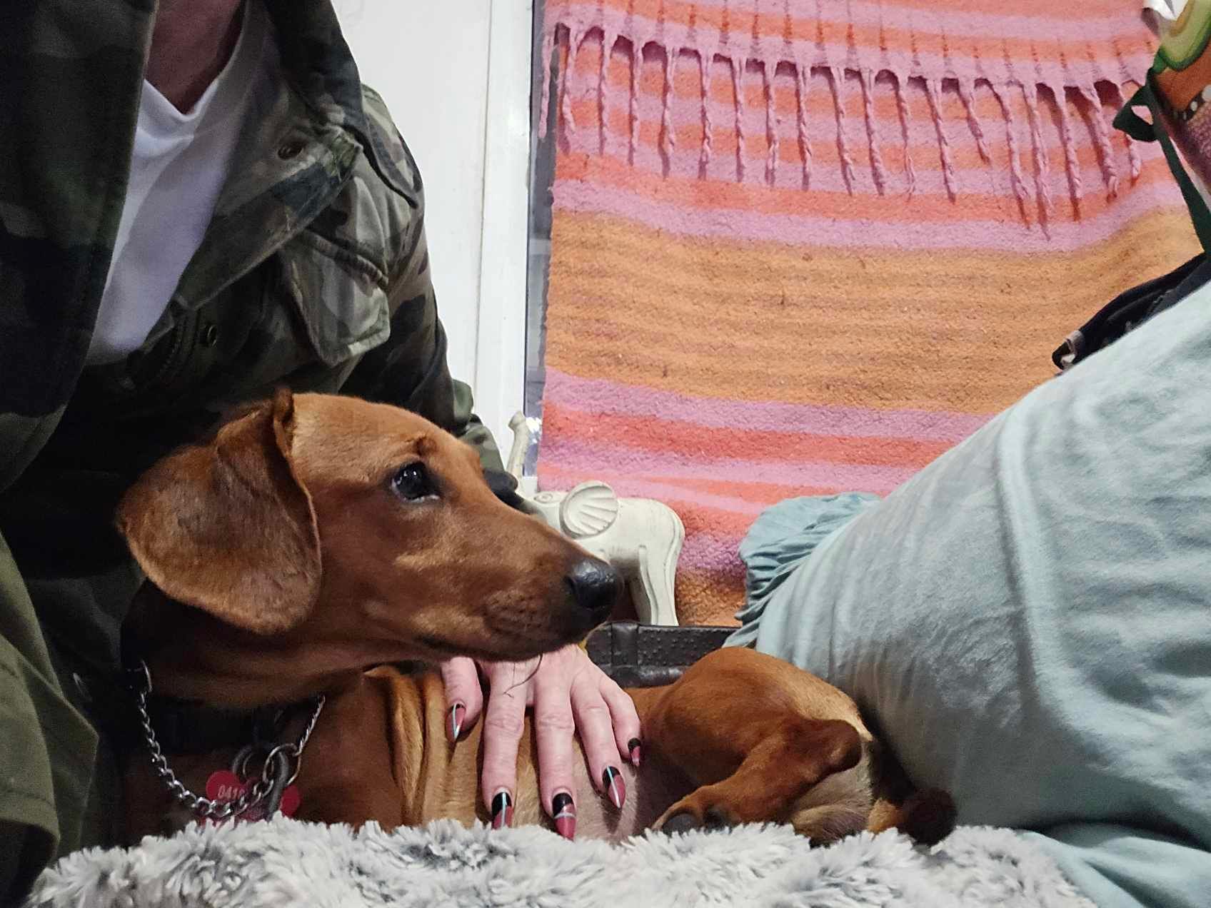 Jasper - 1yr 10mths - red smooth male - DOB - 23/10/23 -  7.5kg