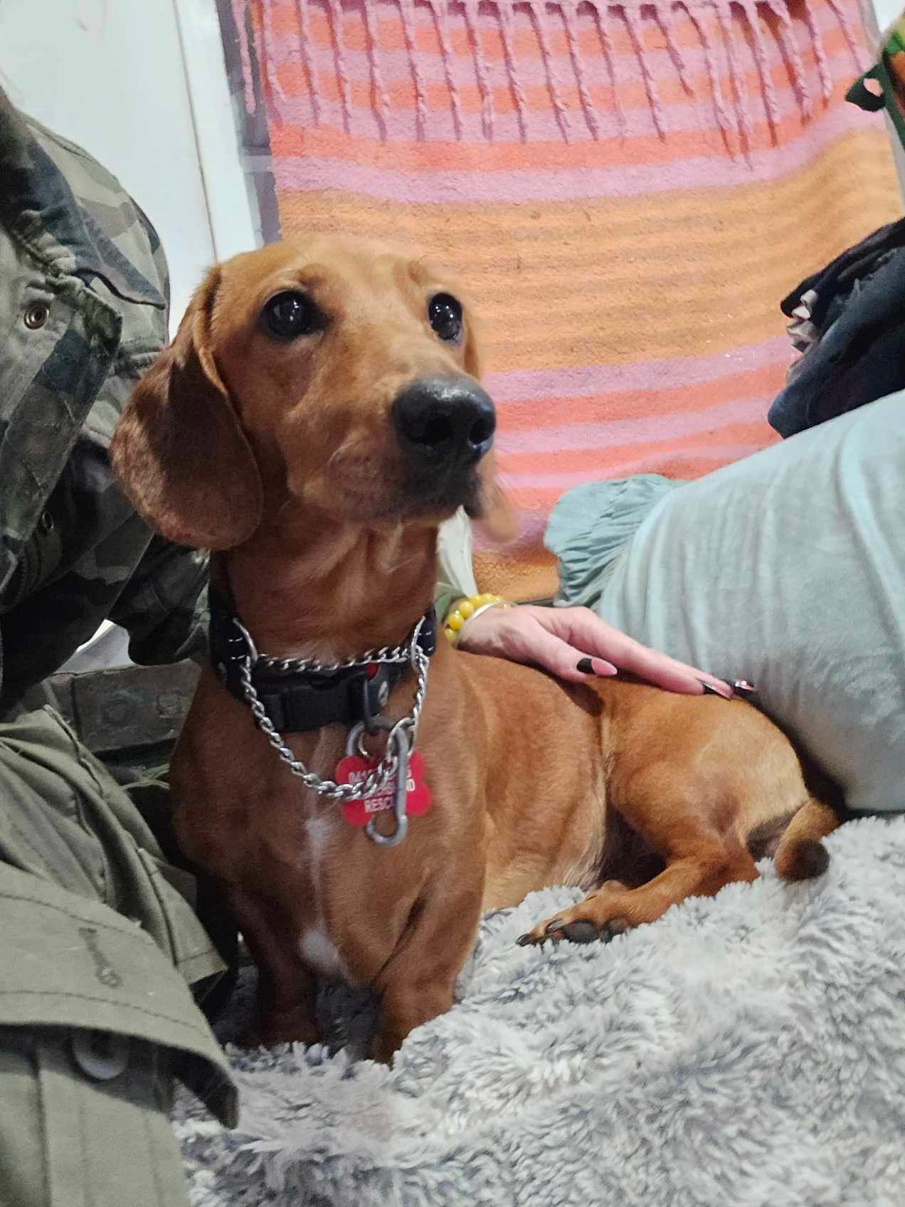 Jasper - 1yr 10mths - red smooth male - DOB - 23/10/23 -  7.5kg
