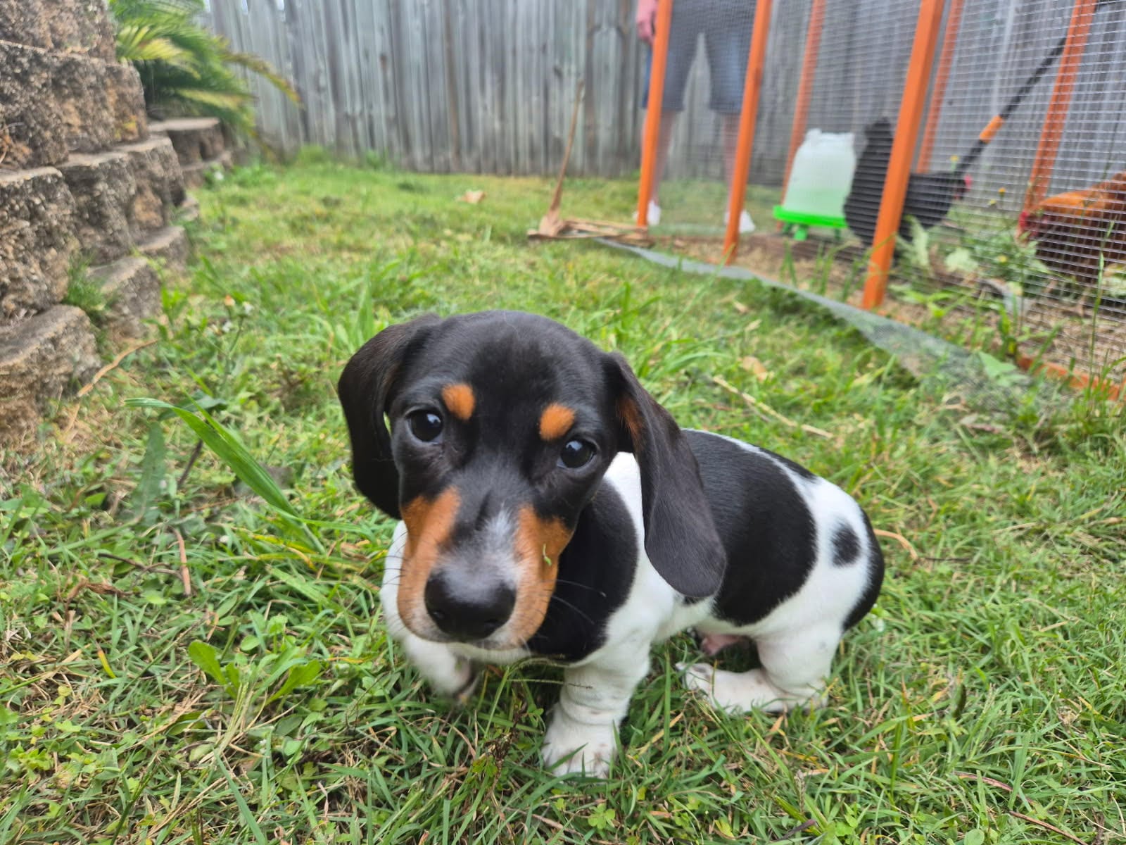 JOEY - 13 WEEKS - BLACK/TAN  PIEBALD PUPPY - DOB - 20/06/25 - 3.5KG ***ADOPTED***