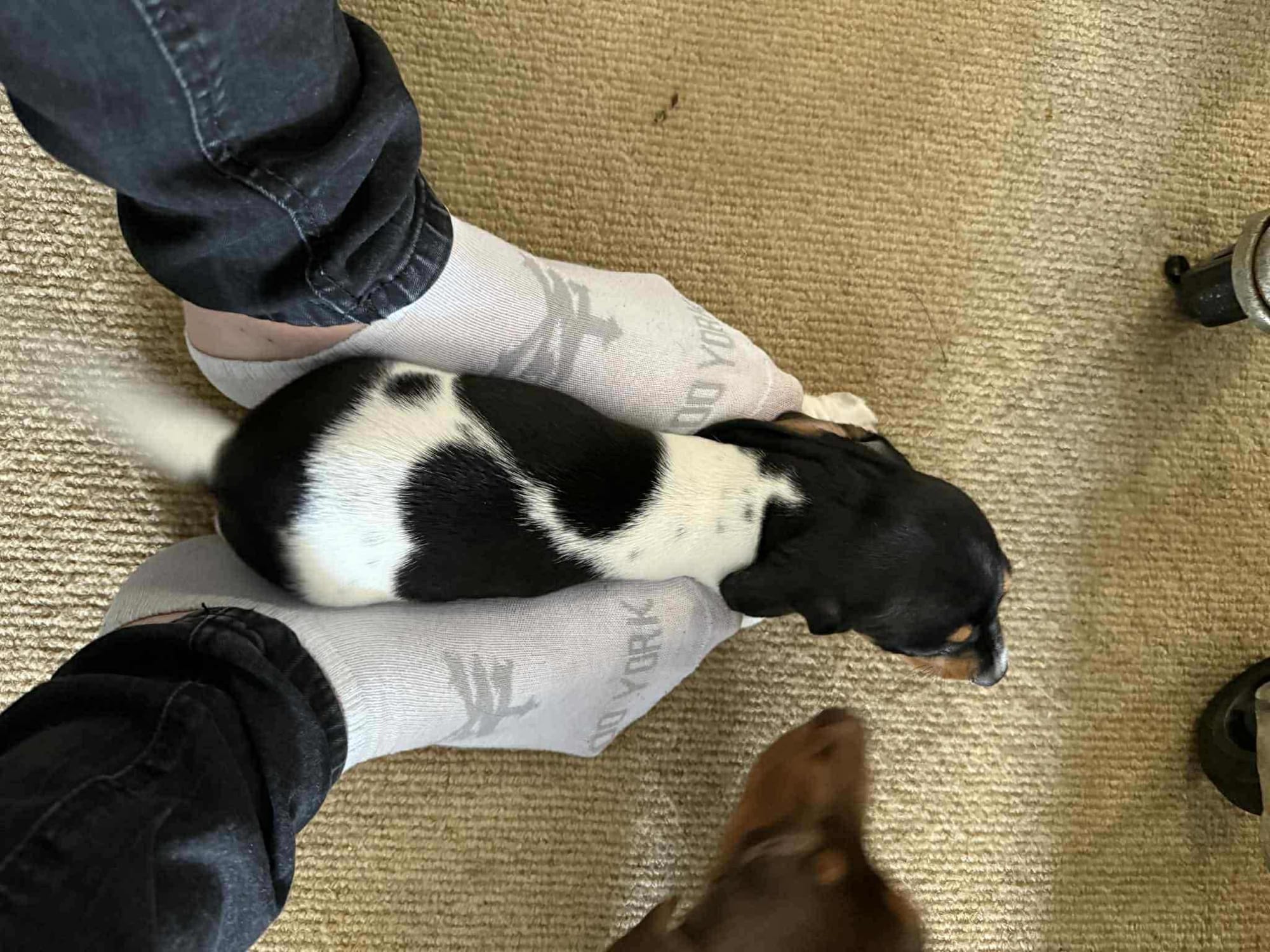 JOEY - 13 WEEKS - BLACK/TAN  PIEBALD PUPPY - DOB - 20/06/25 - 3.5KG ***ADOPTED***