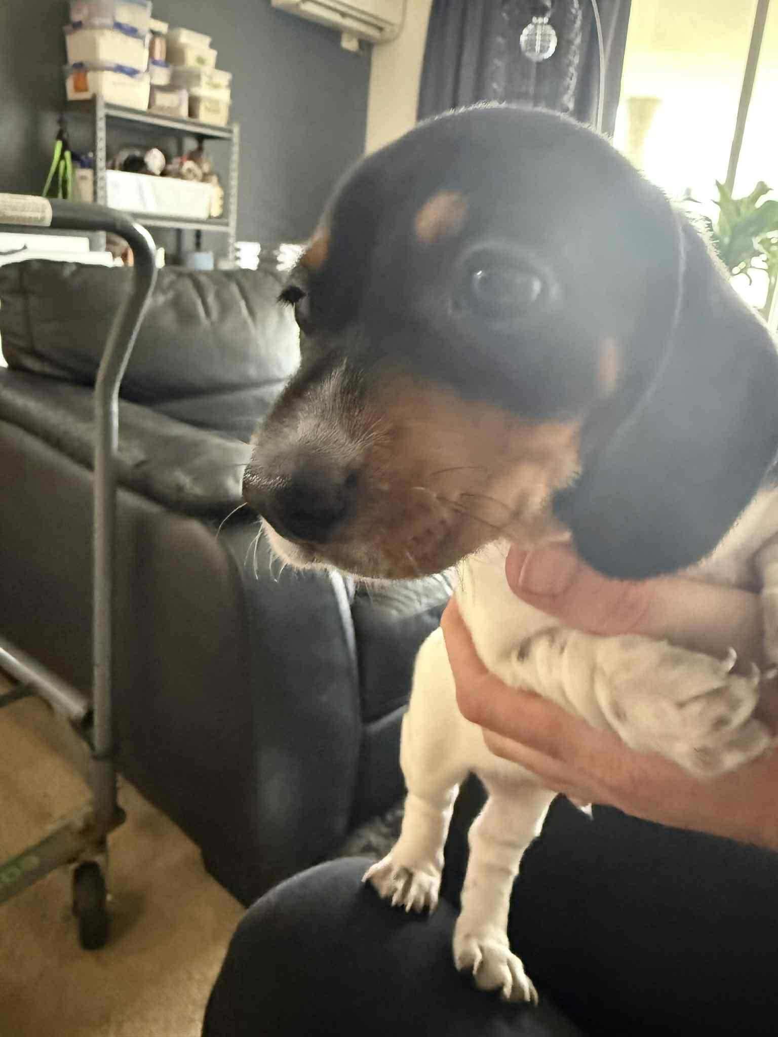 JOEY - 13 WEEKS - BLACK/TAN  PIEBALD PUPPY - DOB - 20/06/25 - 3.5KG ***ADOPTED***
