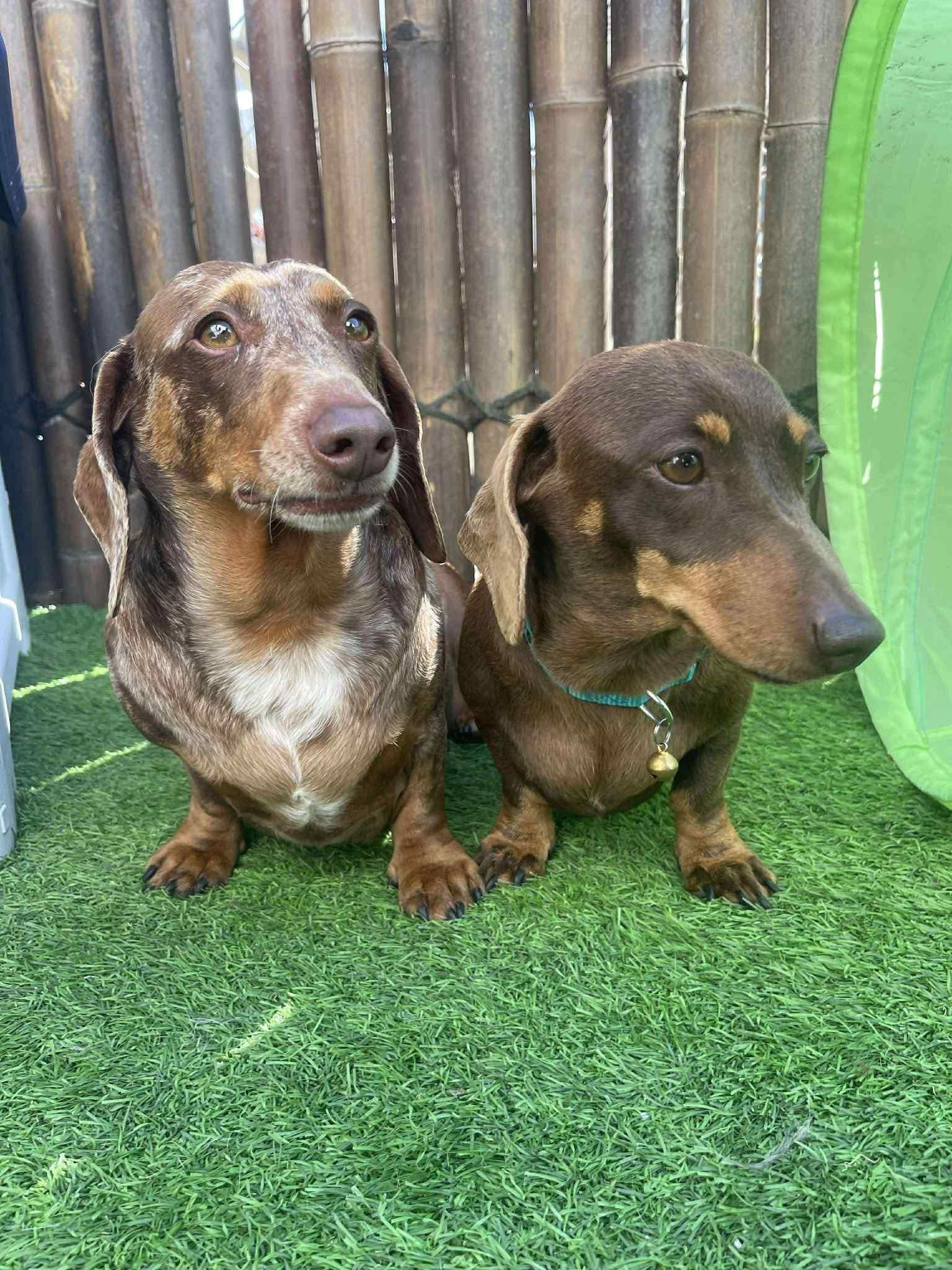 Marley & Truffles - Bonded Girls  Marley - 5yrs - Choc/tan - 8.75kg  Female smooth - Truffles - 6yrs - Choc/Dapple Female - 5.6kg